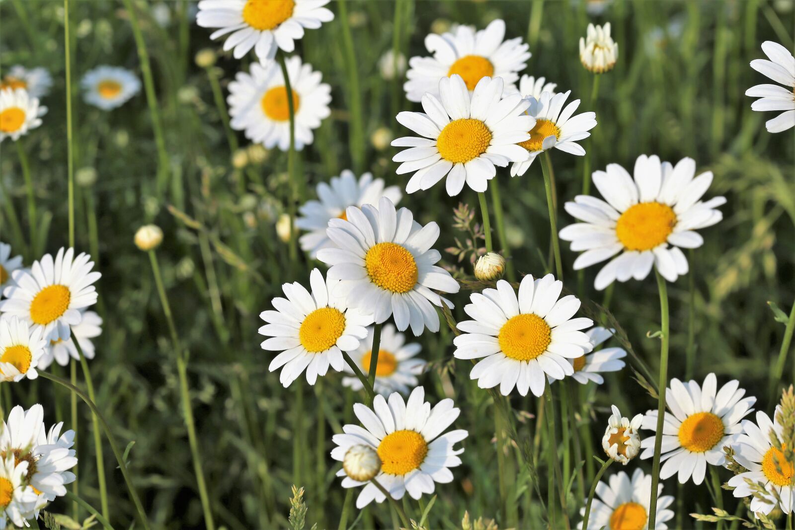 Canon EOS 6D + Canon EF 100mm F2.8 Macro USM sample photo. Daisy, leucanthemum vulgare, nature photography