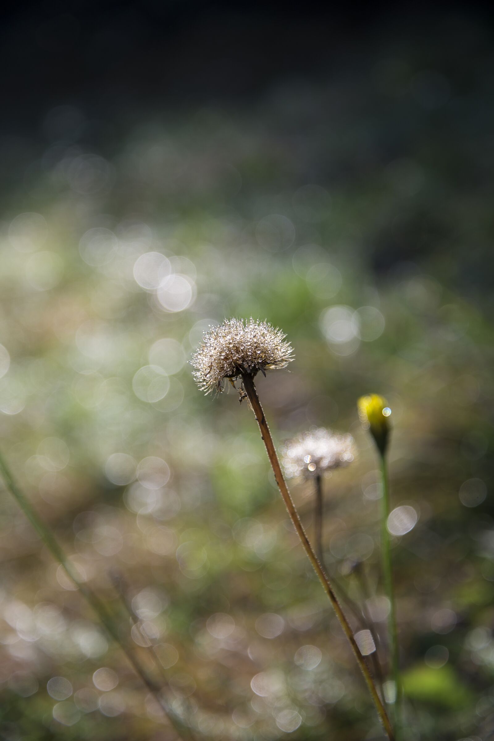 Nikon D600 sample photo. Flower, nature, green photography