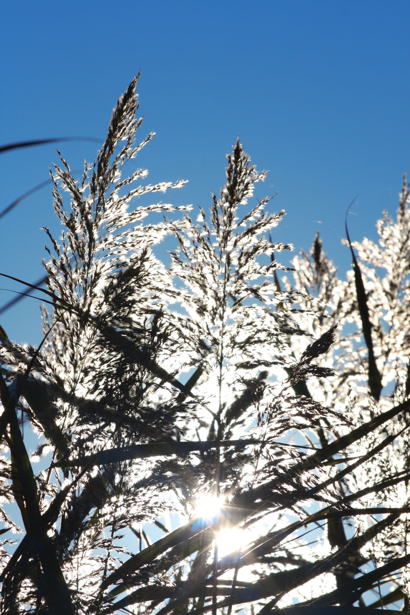 Canon EOS 450D (EOS Rebel XSi / EOS Kiss X2) sample photo. Plant, sun, camargue photography