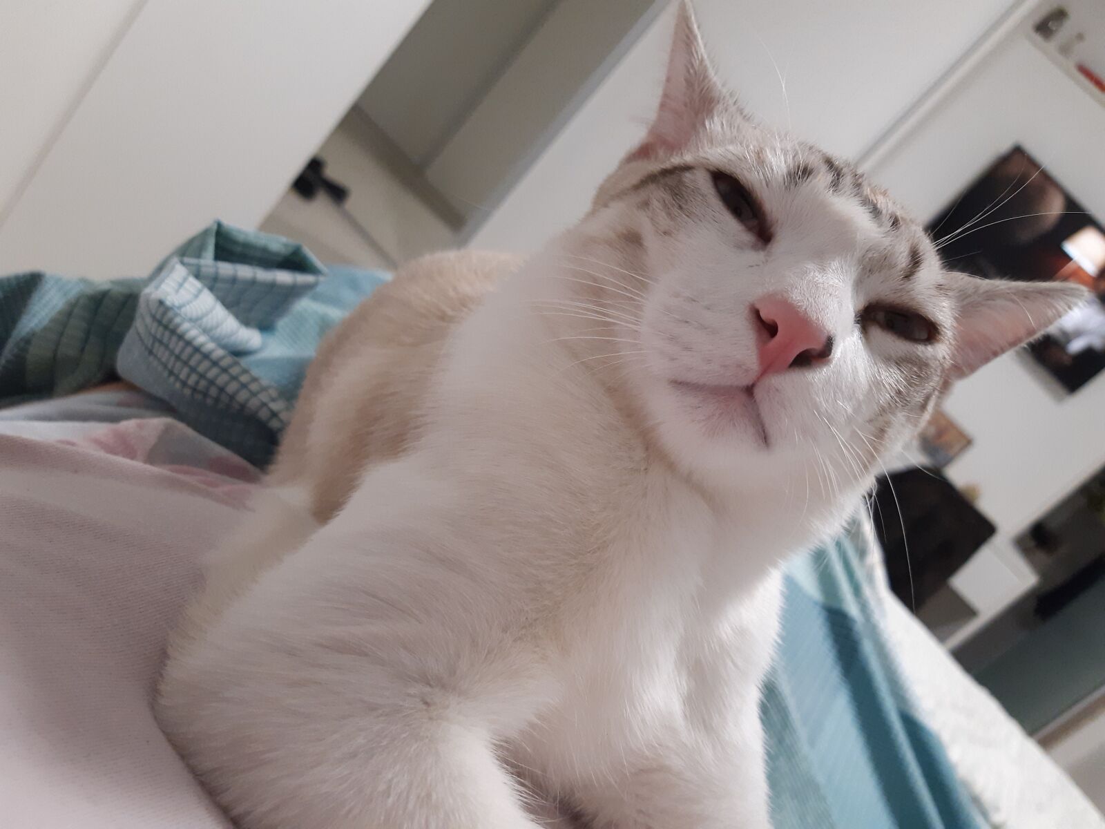 Samsung Galaxy A30 sample photo. Cat, weird, profile photography