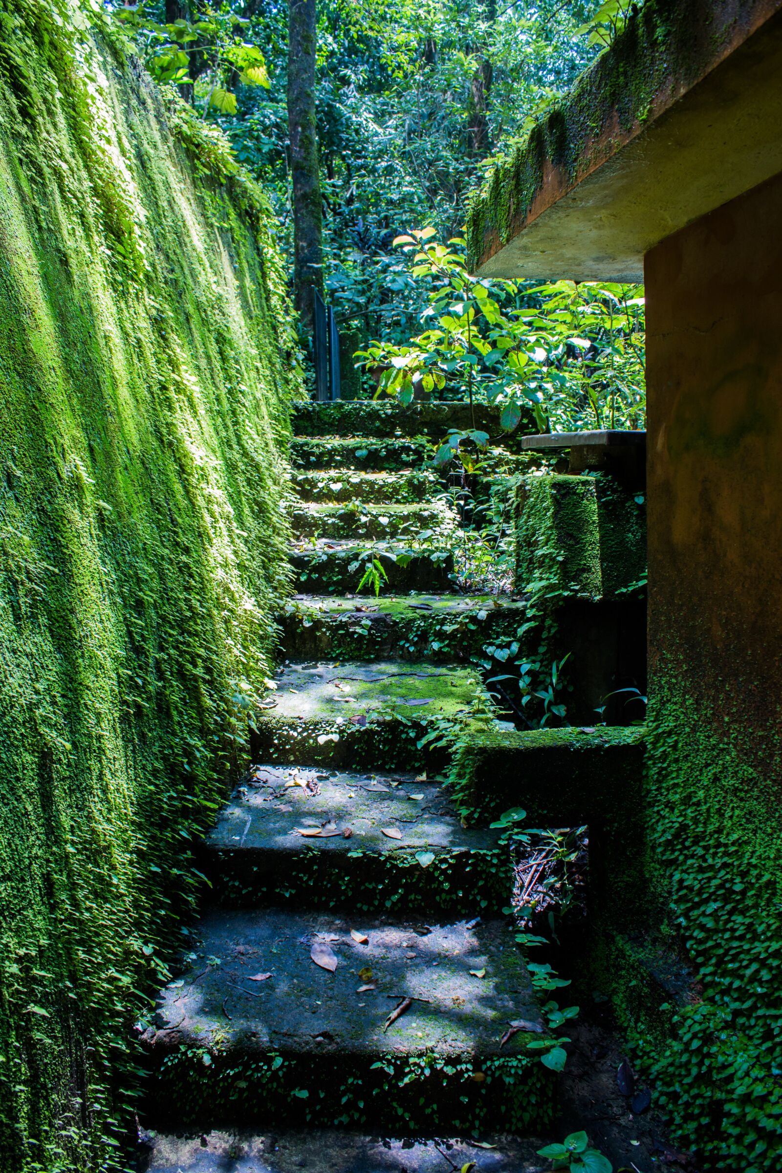 Canon EF-S 18-55mm F3.5-5.6 IS sample photo. Moss, step, stone photography