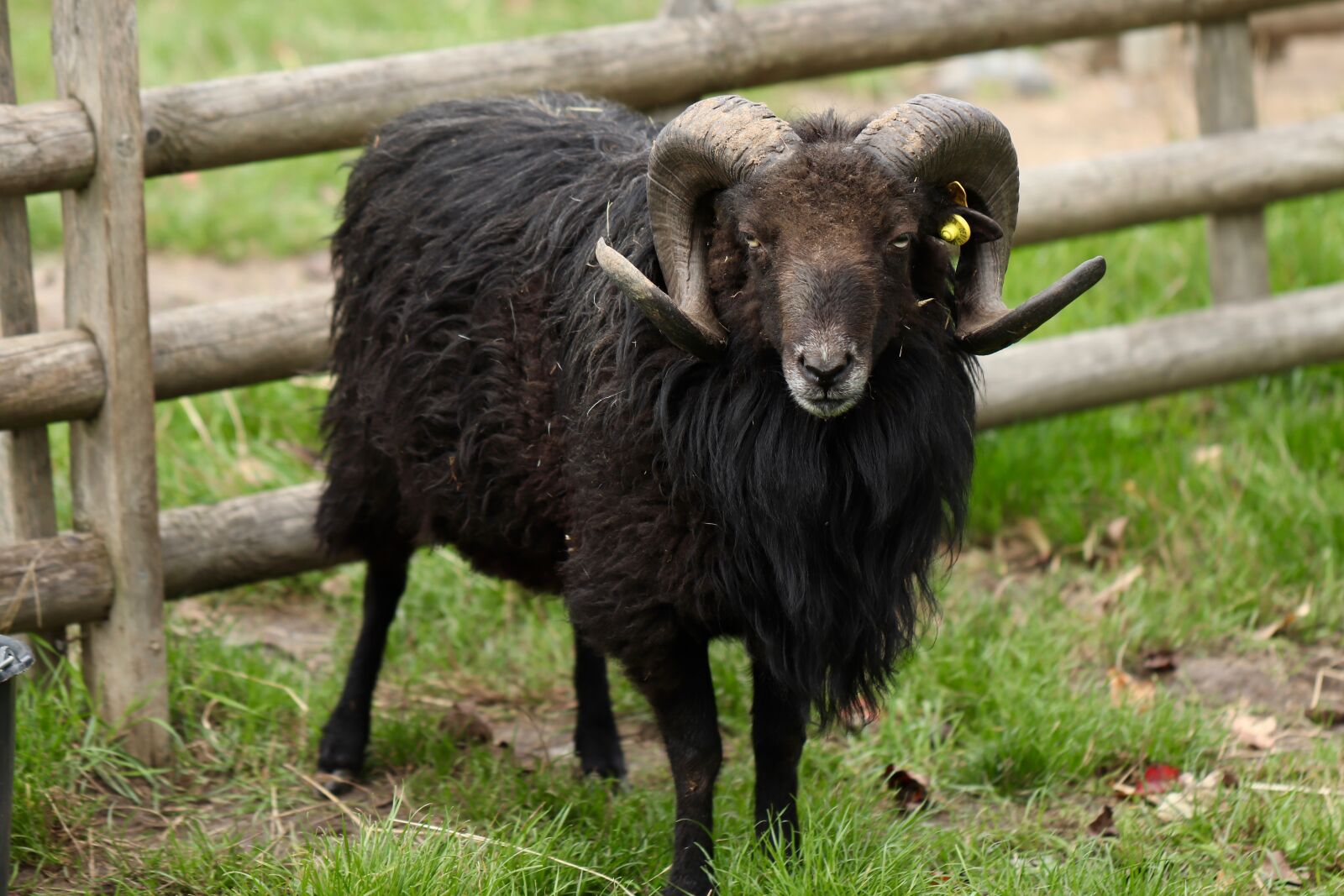 Canon EOS 800D (EOS Rebel T7i / EOS Kiss X9i) sample photo. Sheep, ram, aries photography
