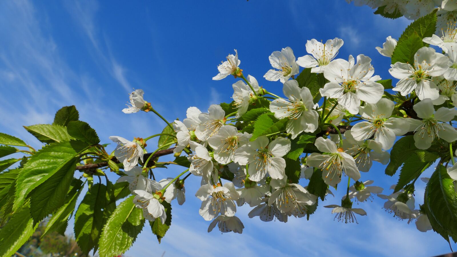 Panasonic Lumix DMC-FZ1000 sample photo. Cherry, flowers, spring photography