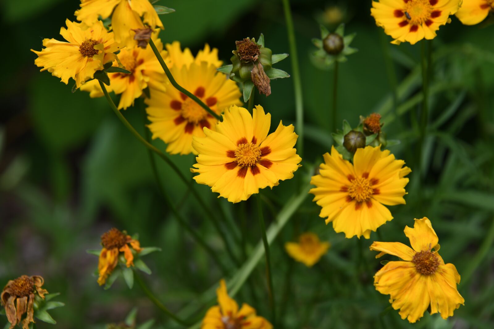 Nikon D850 sample photo. Coreopsis, flower, yellow photography