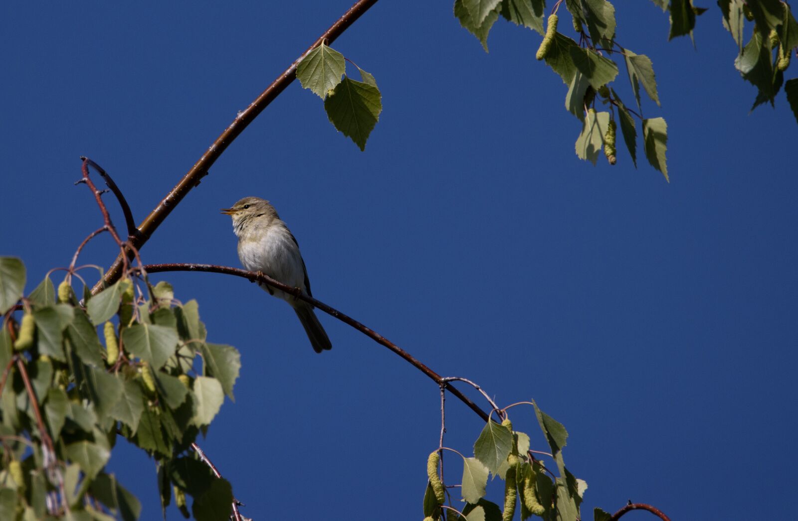 150-600mm F5-6.3 DG OS HSM | Contemporary 015 sample photo. Chiffchaff, bird, branch photography