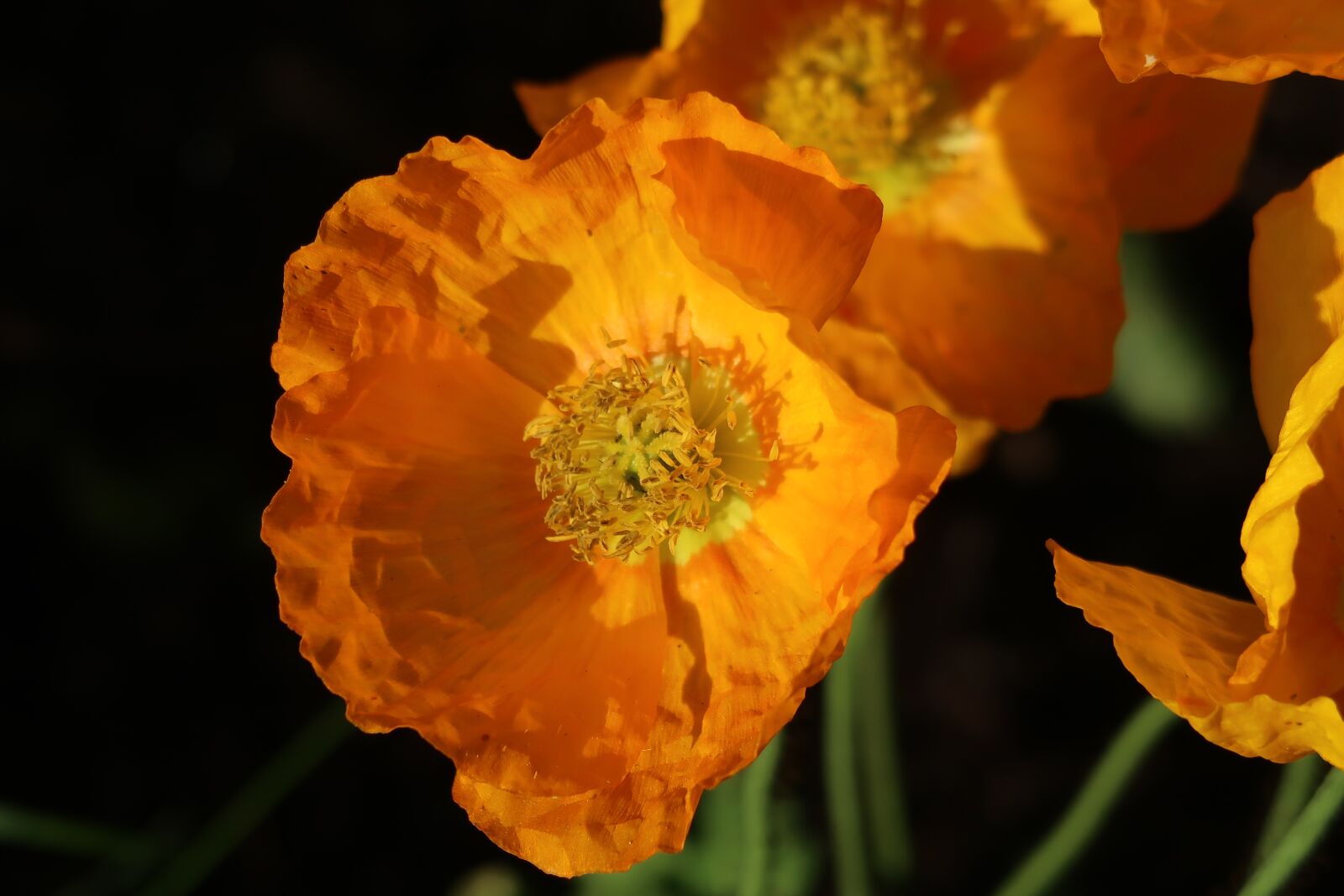 Canon PowerShot G7 X Mark II sample photo. Poppy, blossom, bloom photography