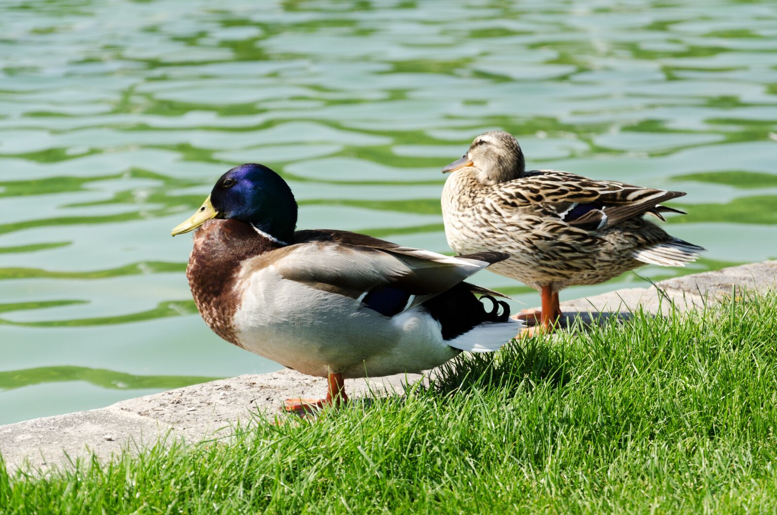 Nikon D5100 sample photo. Pond, ducks, nature photography