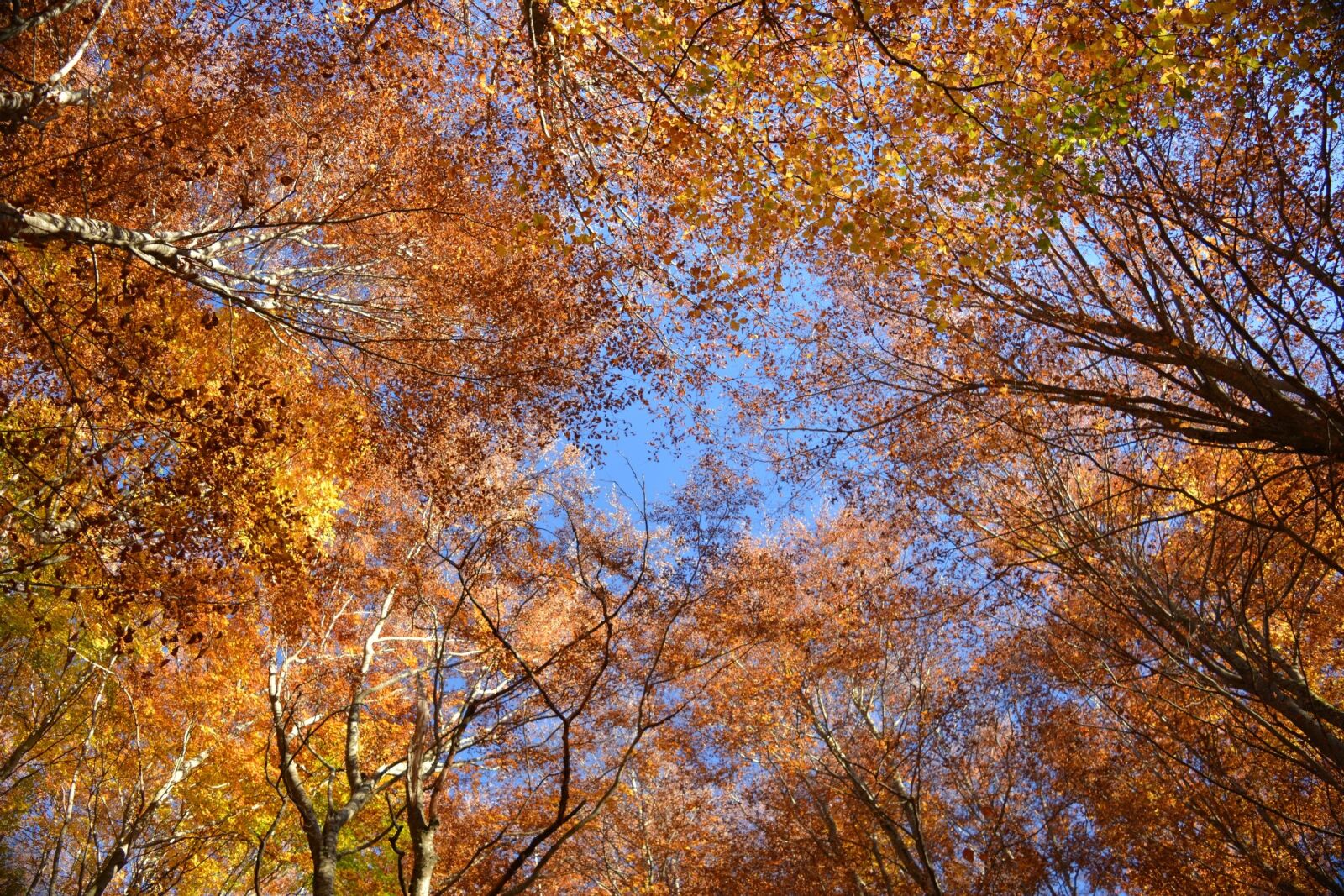 Nikon D5200 sample photo. Autumn, foliage, leaves photography