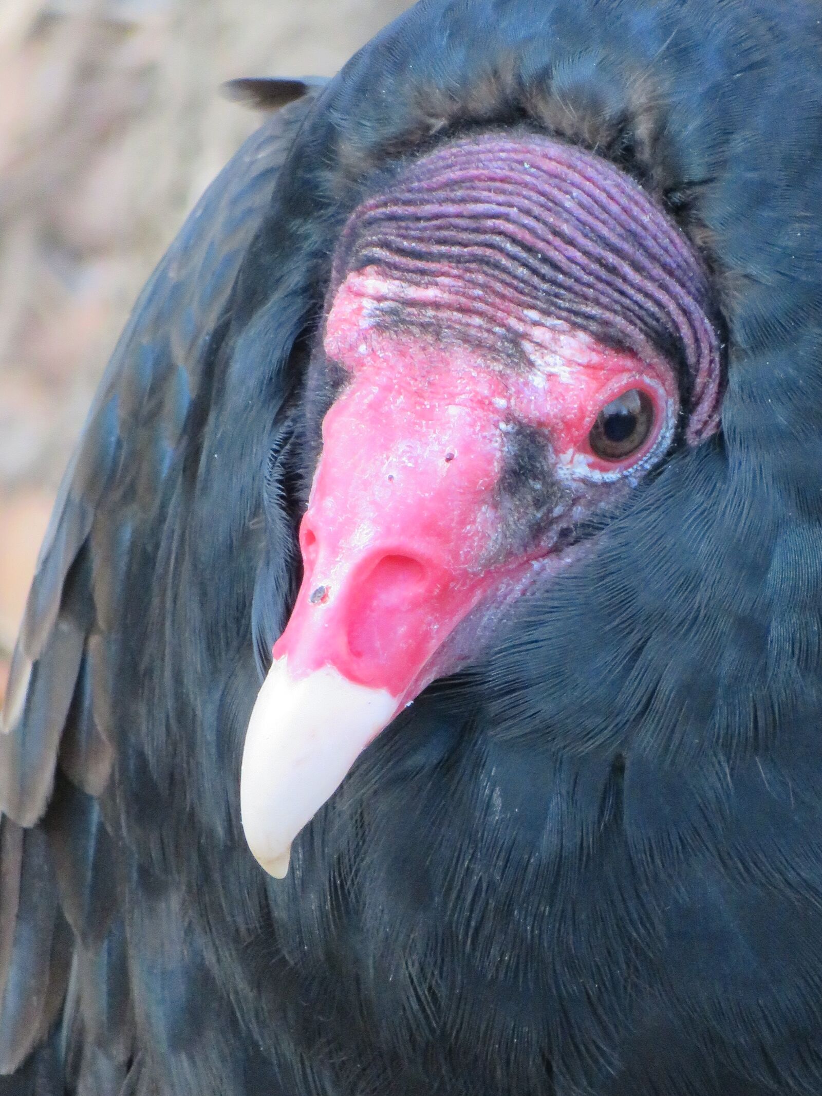 Canon PowerShot SX720 HS sample photo. Vulture, buzzard, bird photography