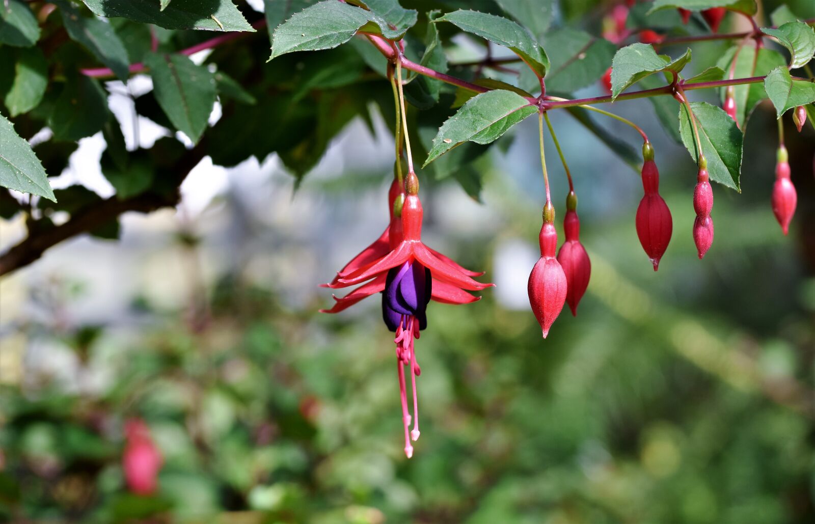 Nikon D7200 sample photo. Fuchsia, crocosmia, schwertliliengewaechs photography