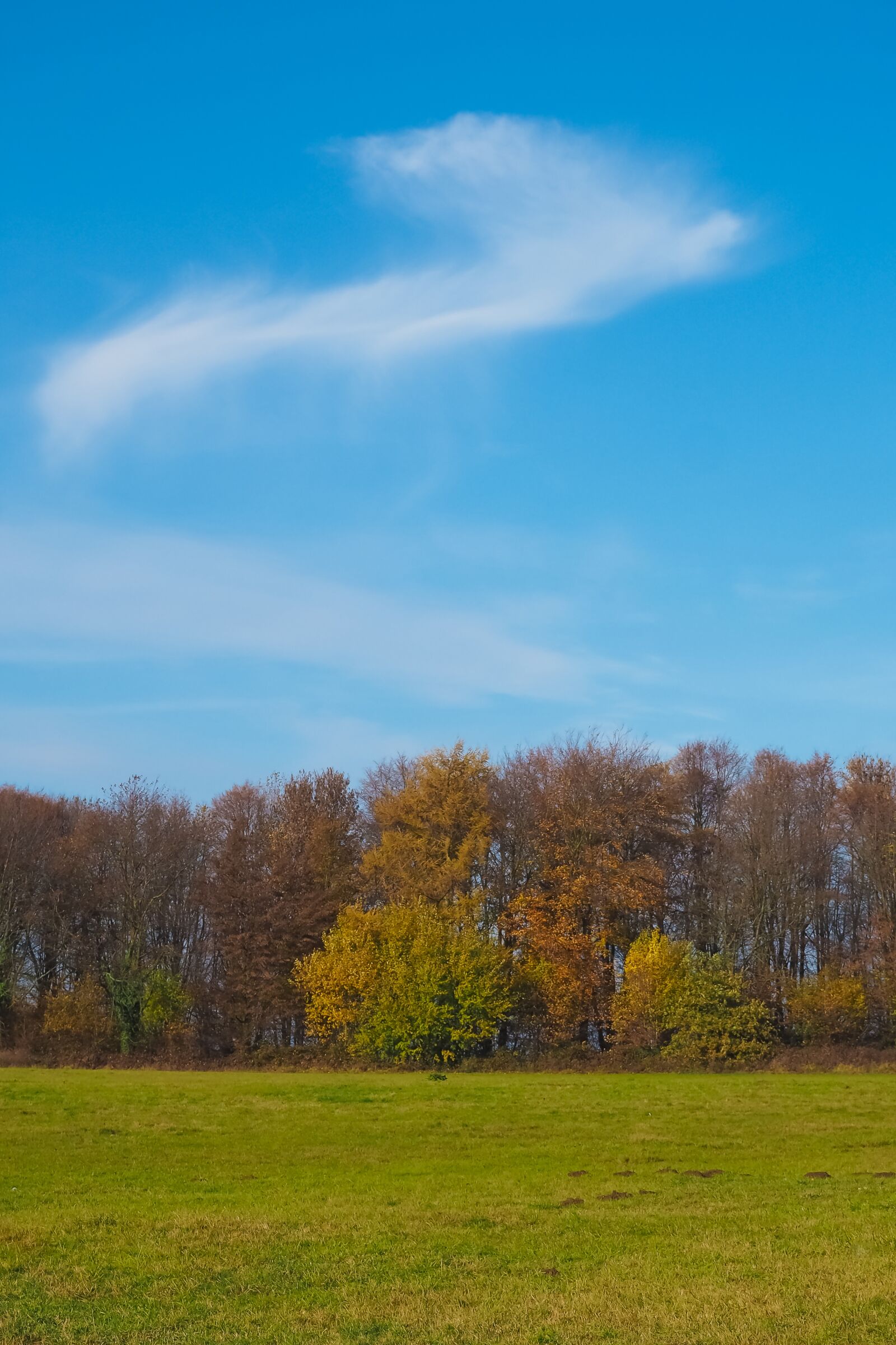 Olympus OM-D E-M10 sample photo. Autumn, nature, trees photography
