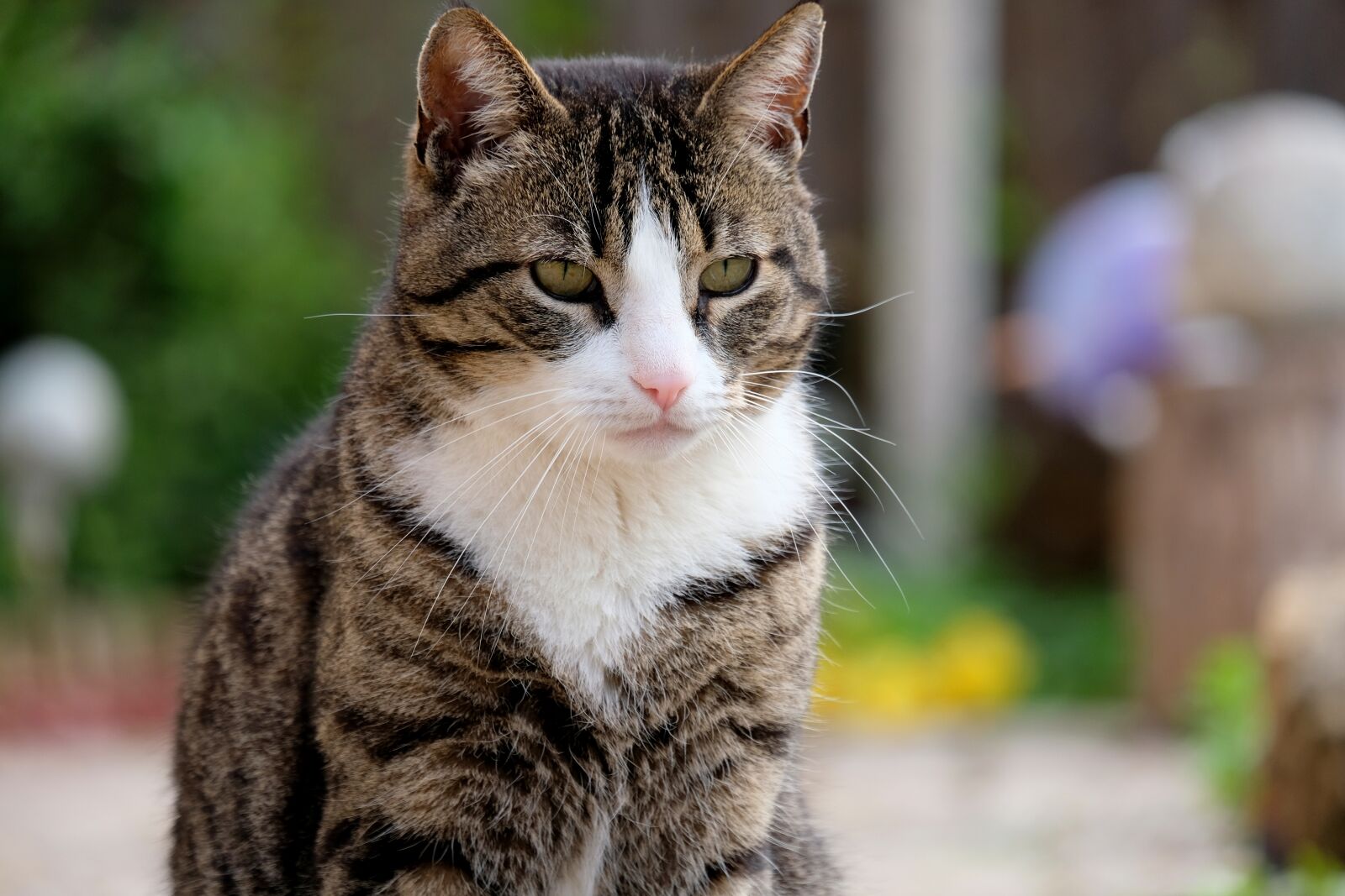 Fujifilm X-T20 sample photo. Cat, sit, pet photography