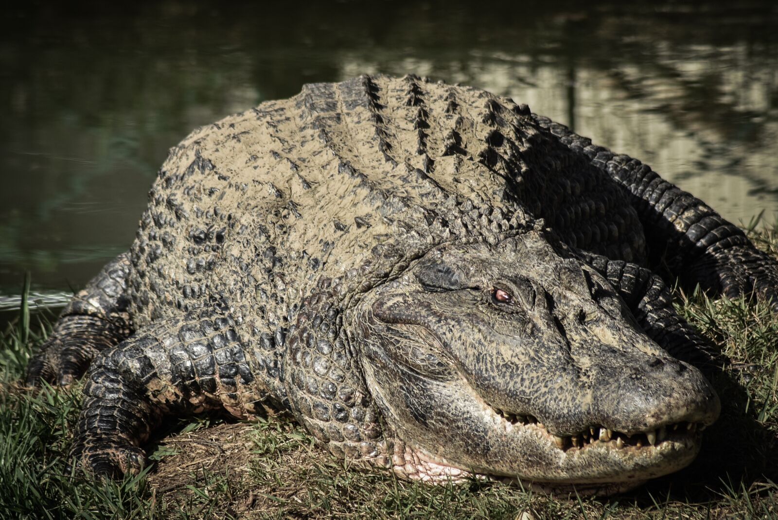 Nikon D7200 sample photo. Crocodile, alligator, animal photography