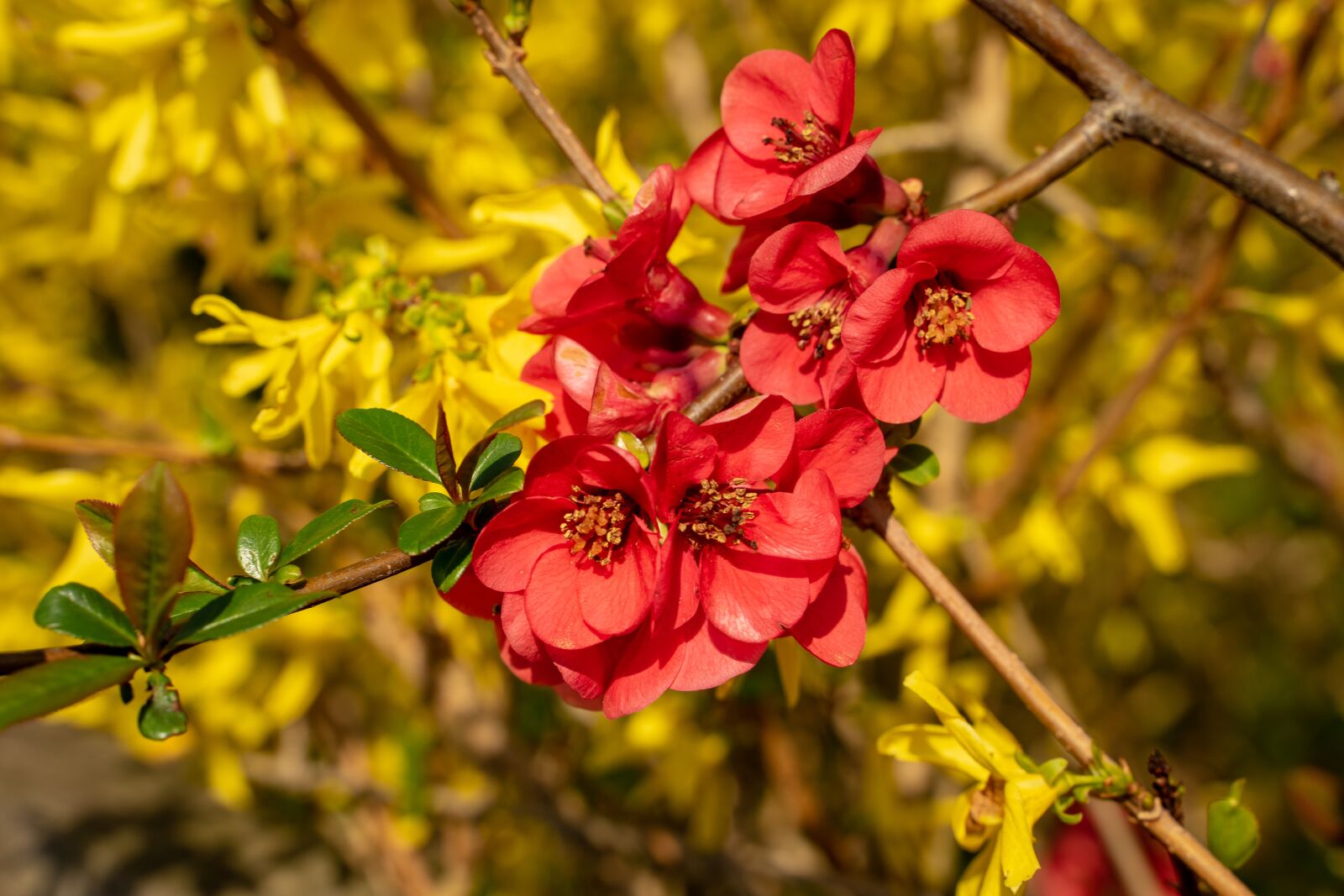 Tamron 28-75mm F2.8 Di III RXD sample photo. Bill quince, quince, seasonal photography
