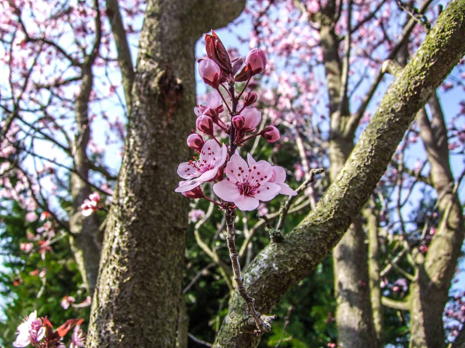 Fujifilm FinePix S100fs sample photo. Flower, branch, spring photography