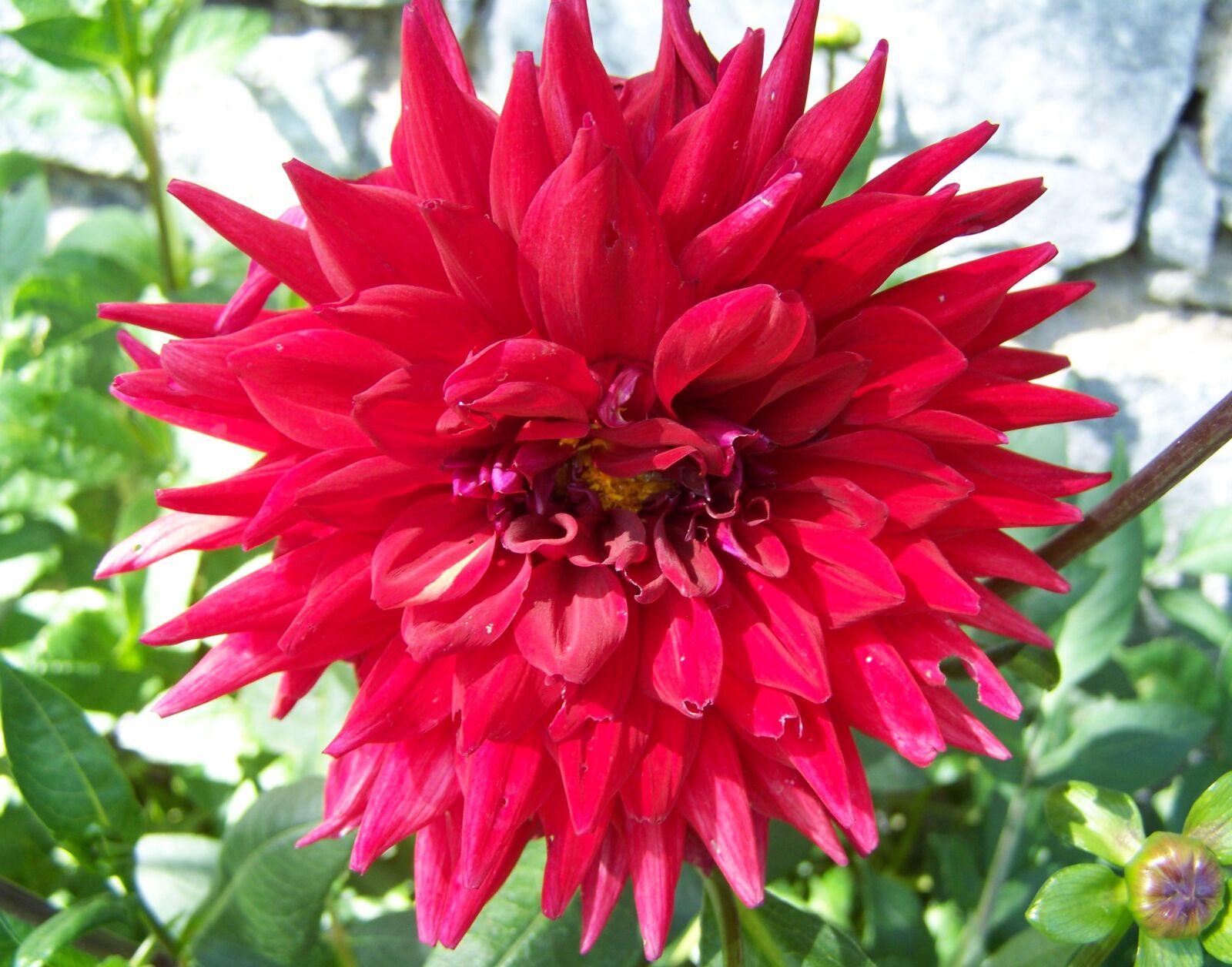 Kodak EASYSHARE ZD710 ZOOM DIGITAL CAMERA sample photo. Dahlia, red flower, summer photography
