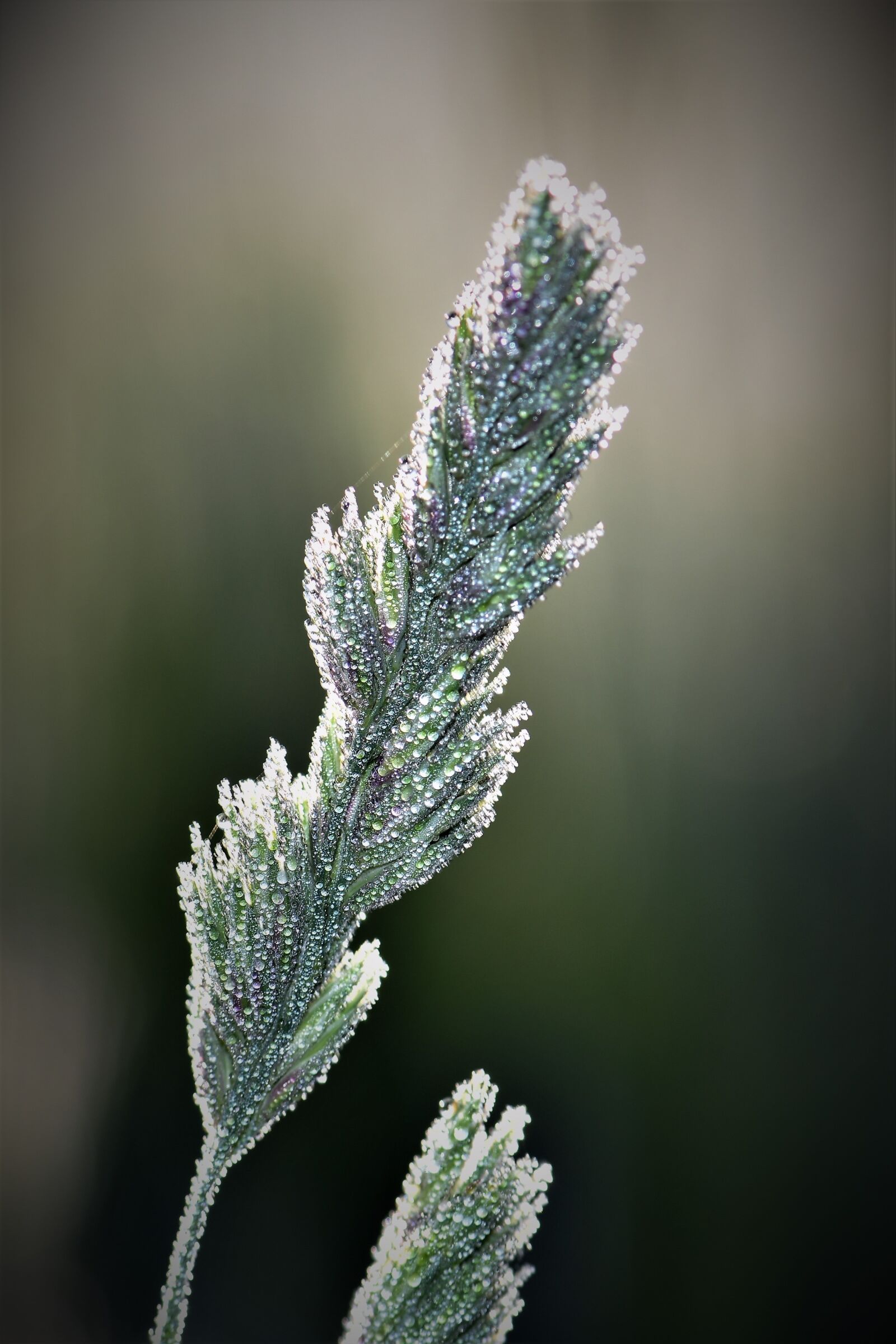 Nikon D5500 sample photo. Blade of grass, grass photography