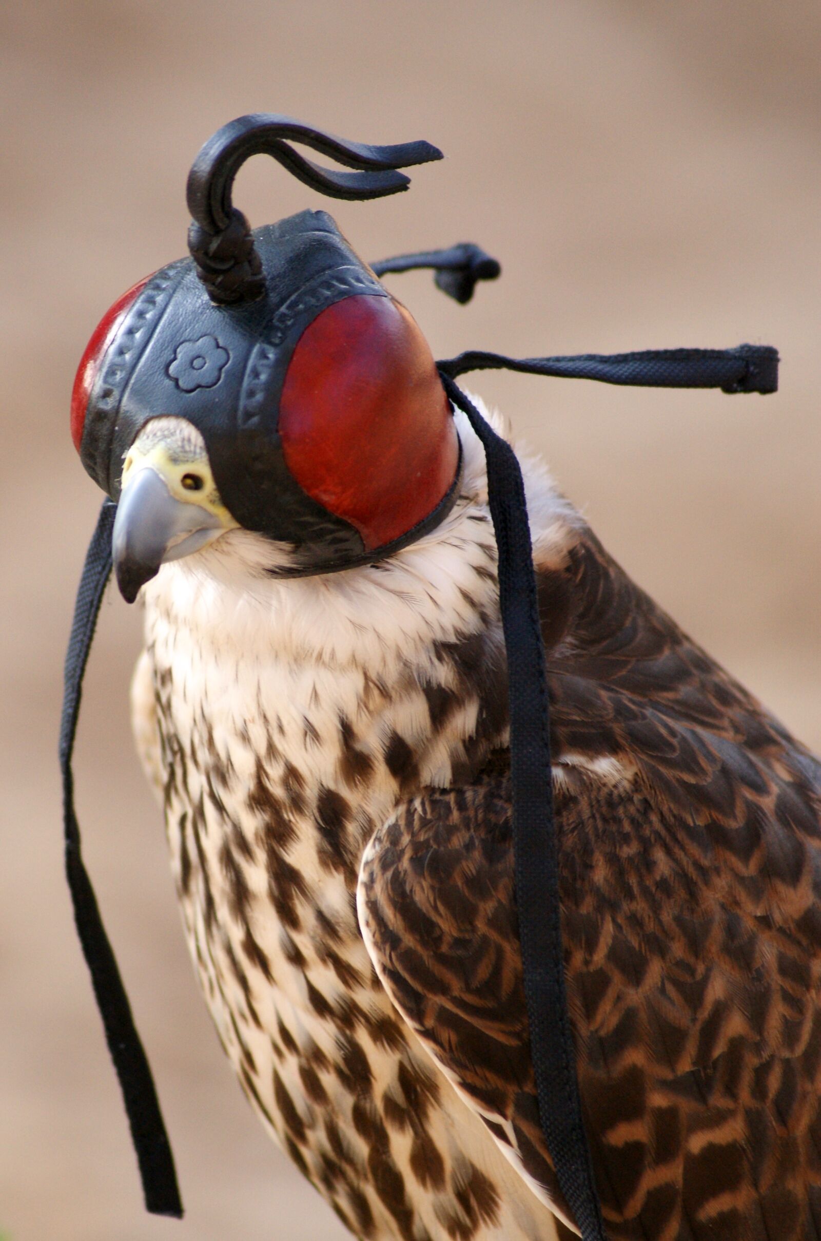 Sony Alpha DSLR-A350 sample photo. Falcon, flying, bird photography