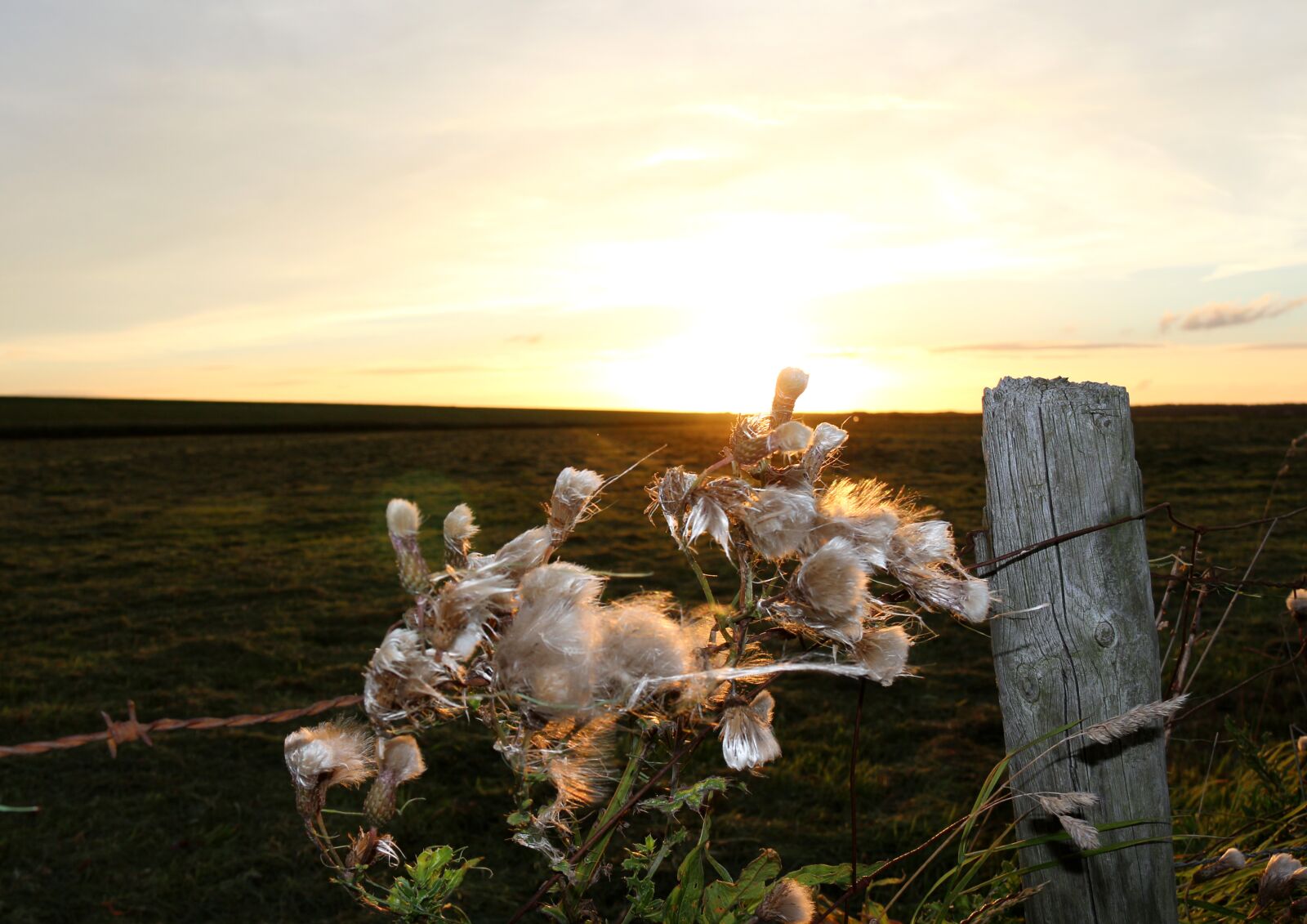 Canon EF-S 18-200mm F3.5-5.6 IS sample photo. Abendstimmung, field, nature photography