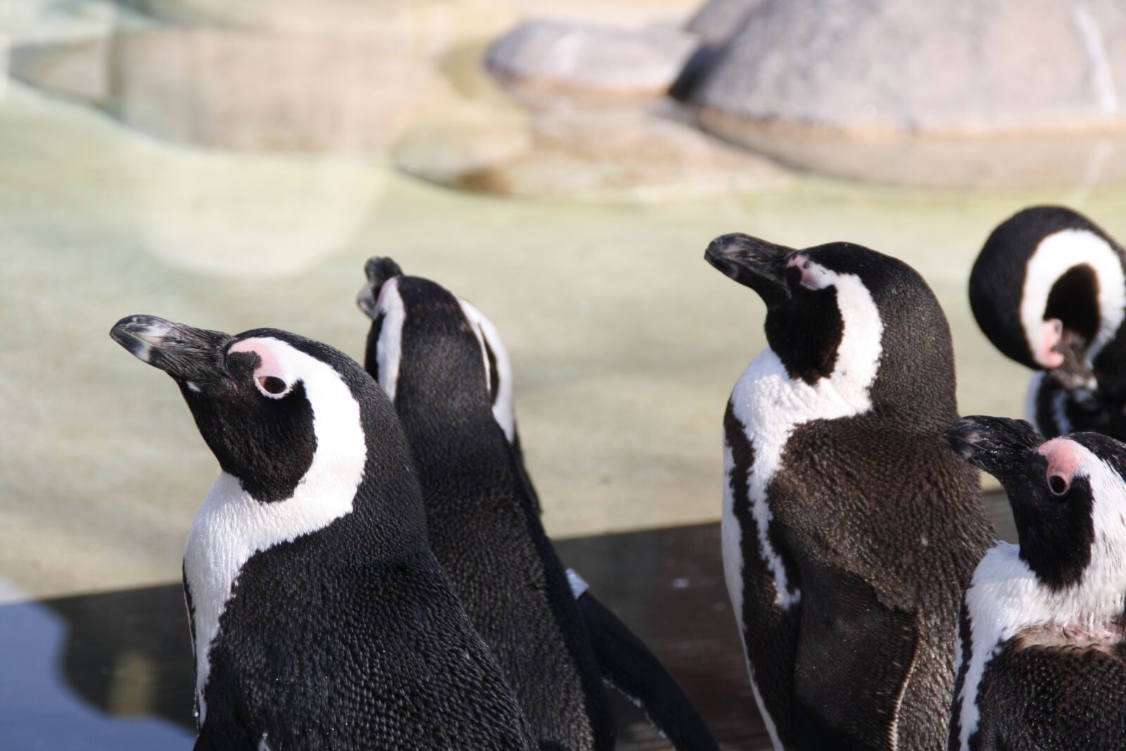 Canon EOS 1000D (EOS Digital Rebel XS / EOS Kiss F) sample photo. Penguin, water, animals photography