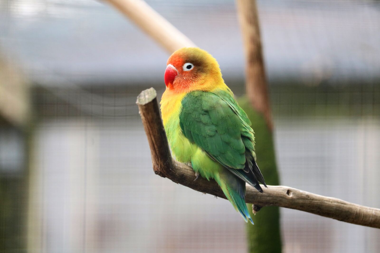 Canon EOS 750D (EOS Rebel T6i / EOS Kiss X8i) sample photo. Bird, nature, animal world photography