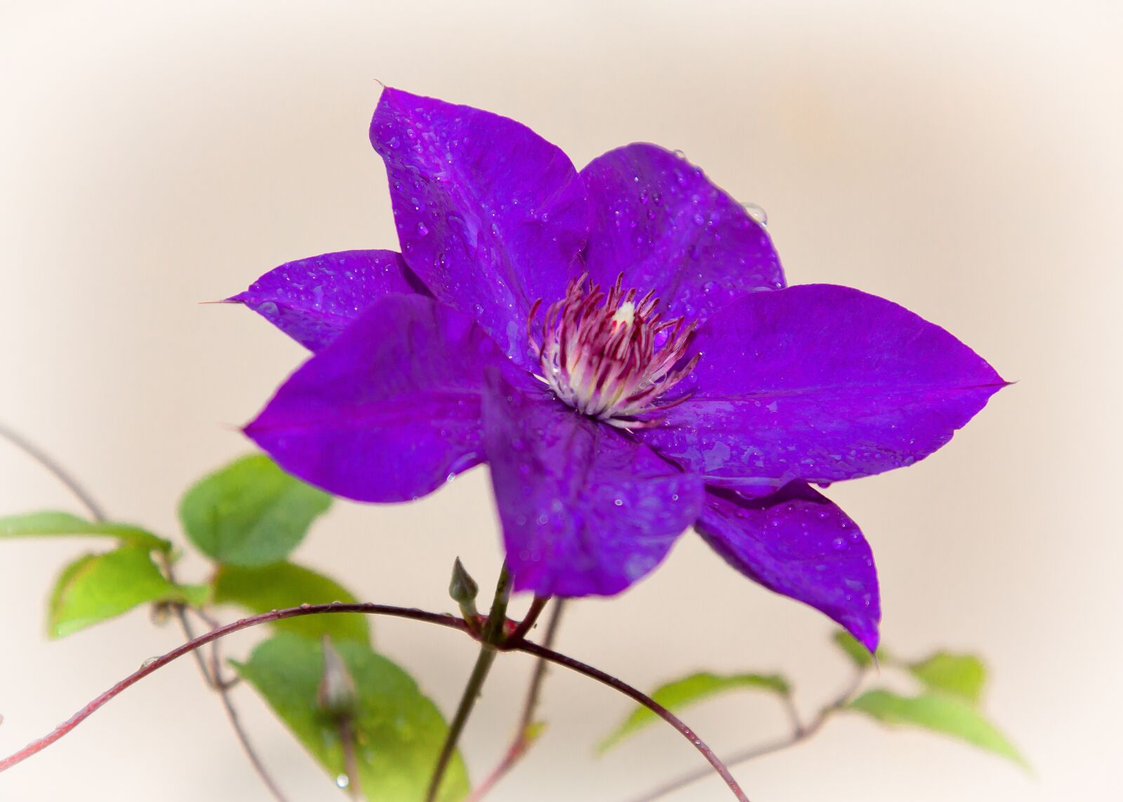 Canon EOS 50D + Canon EF 24-105mm F4L IS USM sample photo. Clematis, flower, ranker photography
