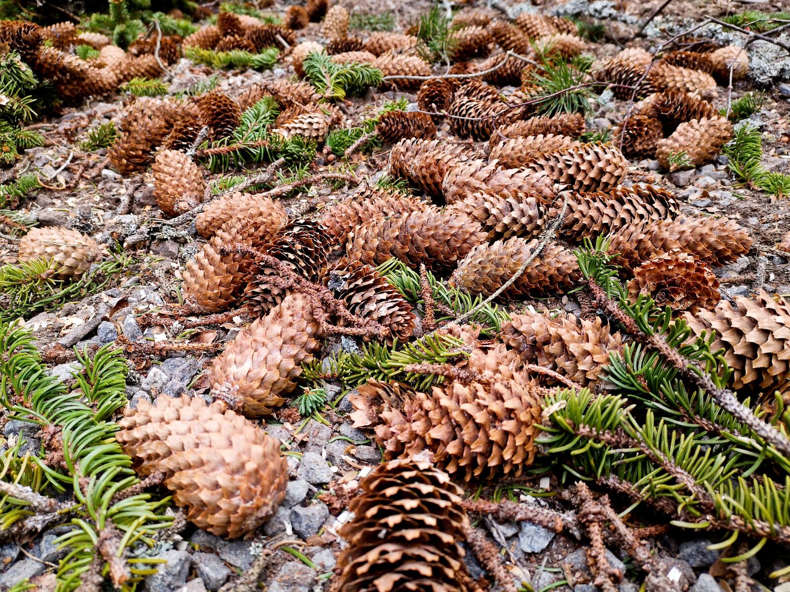 HUAWEI P20 sample photo. Pine cone, sweden, swedish photography