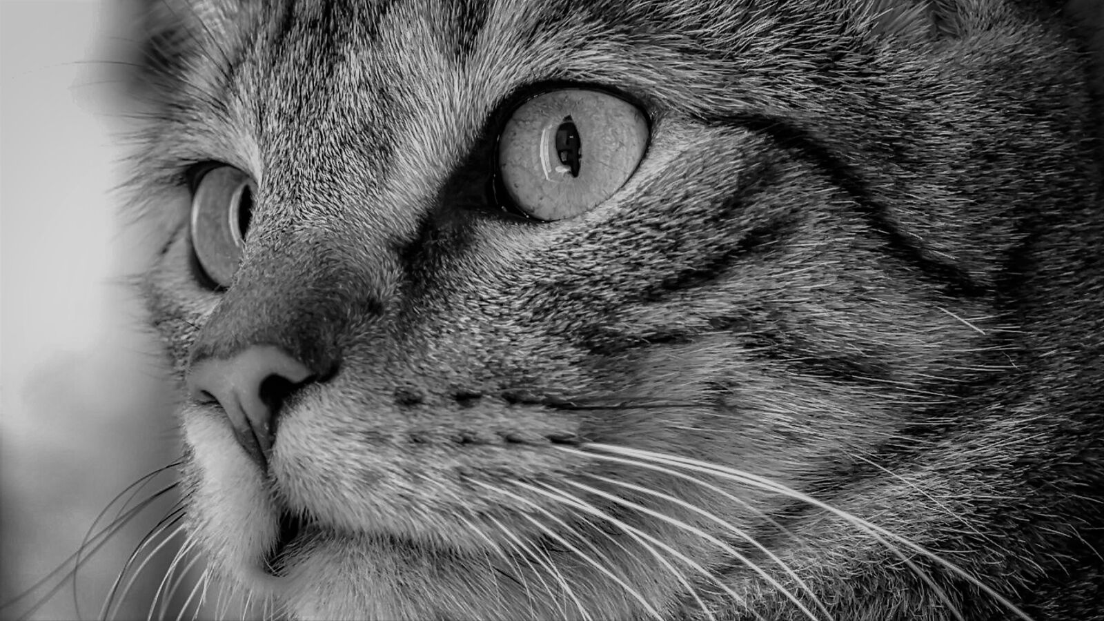 30mm F1.4 DC DN | Contemporary 016 sample photo. Cat, cat face, close photography