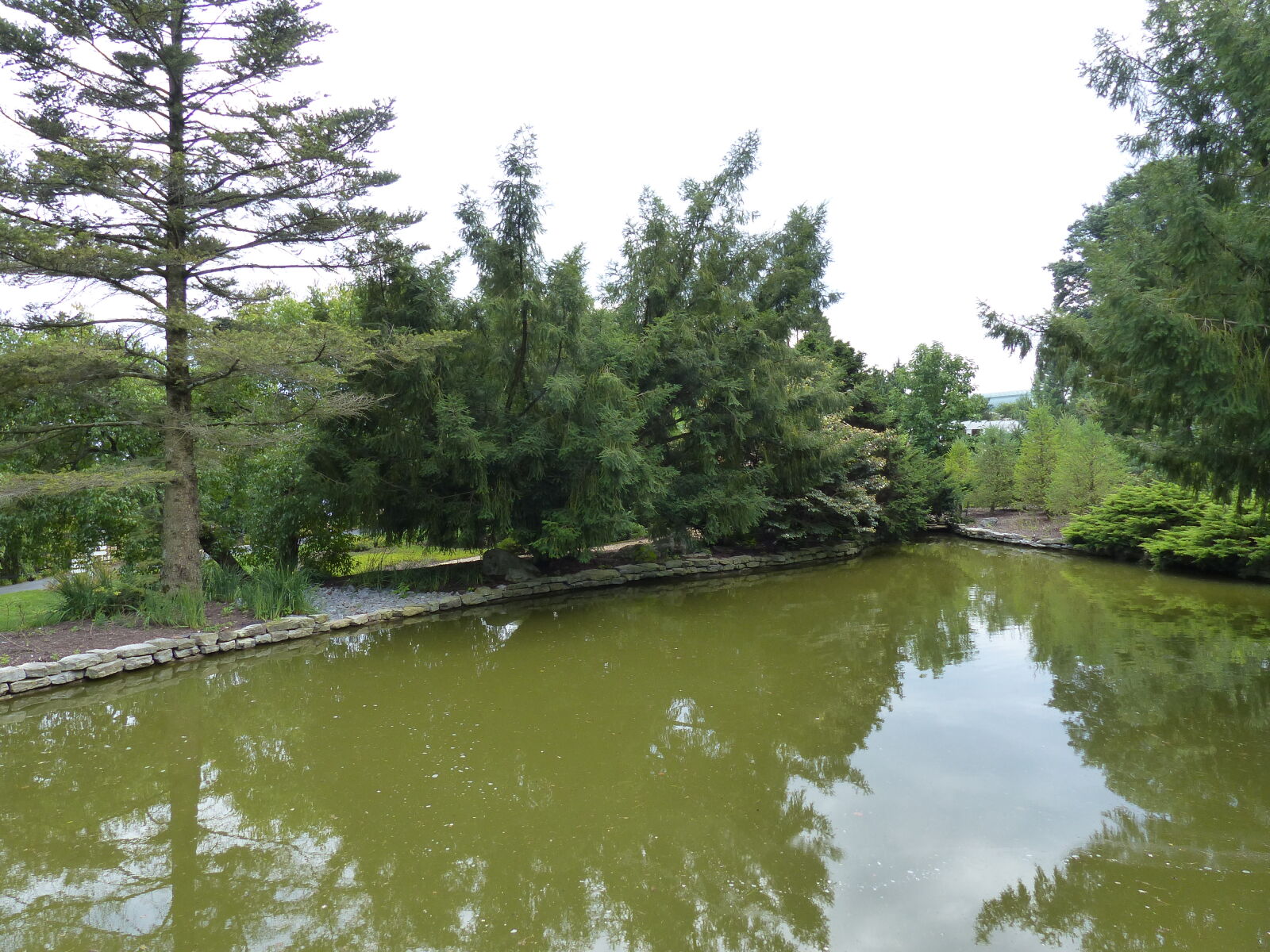Panasonic Lumix DMC-FZ200 sample photo. Evergreen, garden, pond, japanese photography