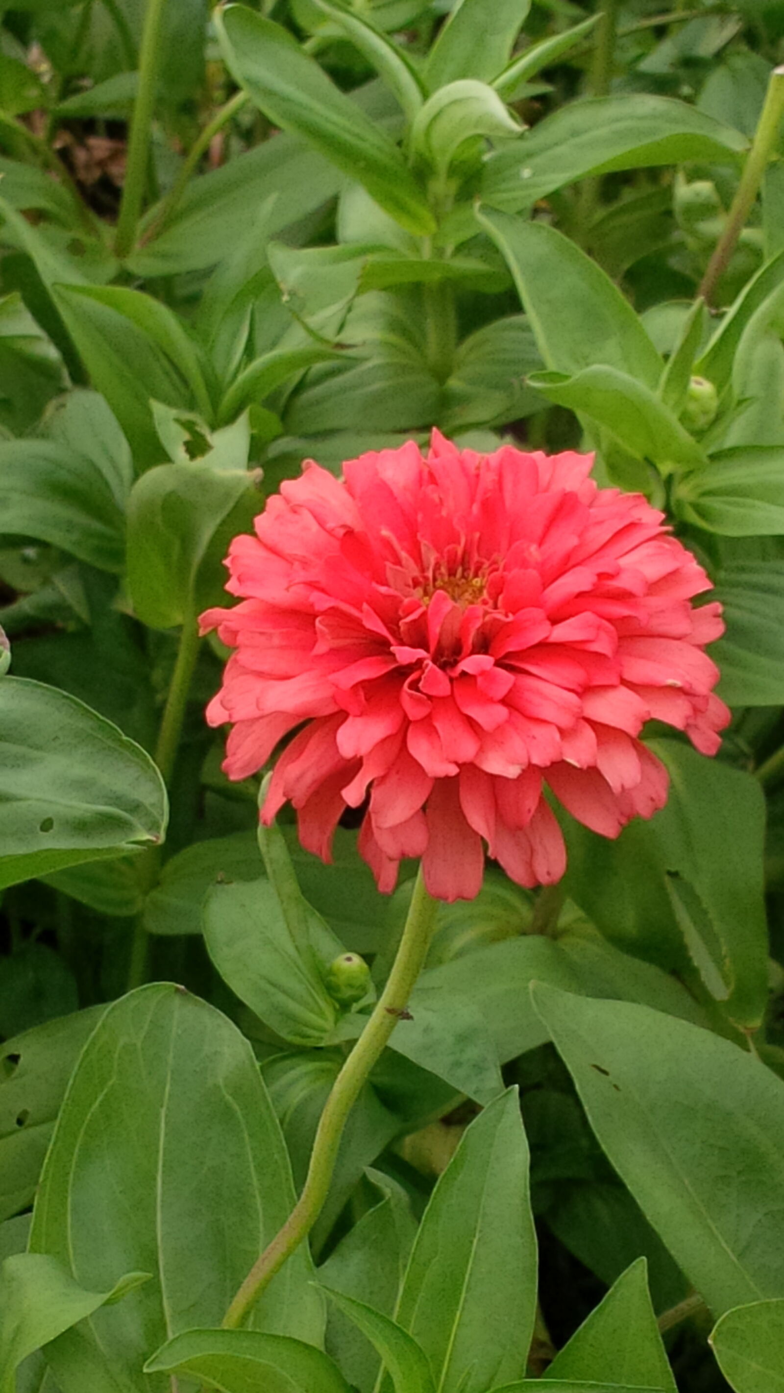 BlackBerry Z10 sample photo. Beautiful, flowers photography