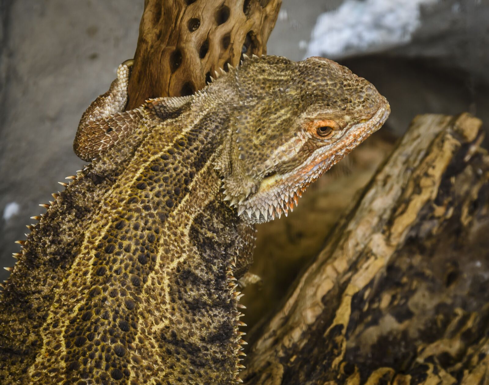 Nikon D7200 sample photo. Lizard, brown, reptile photography