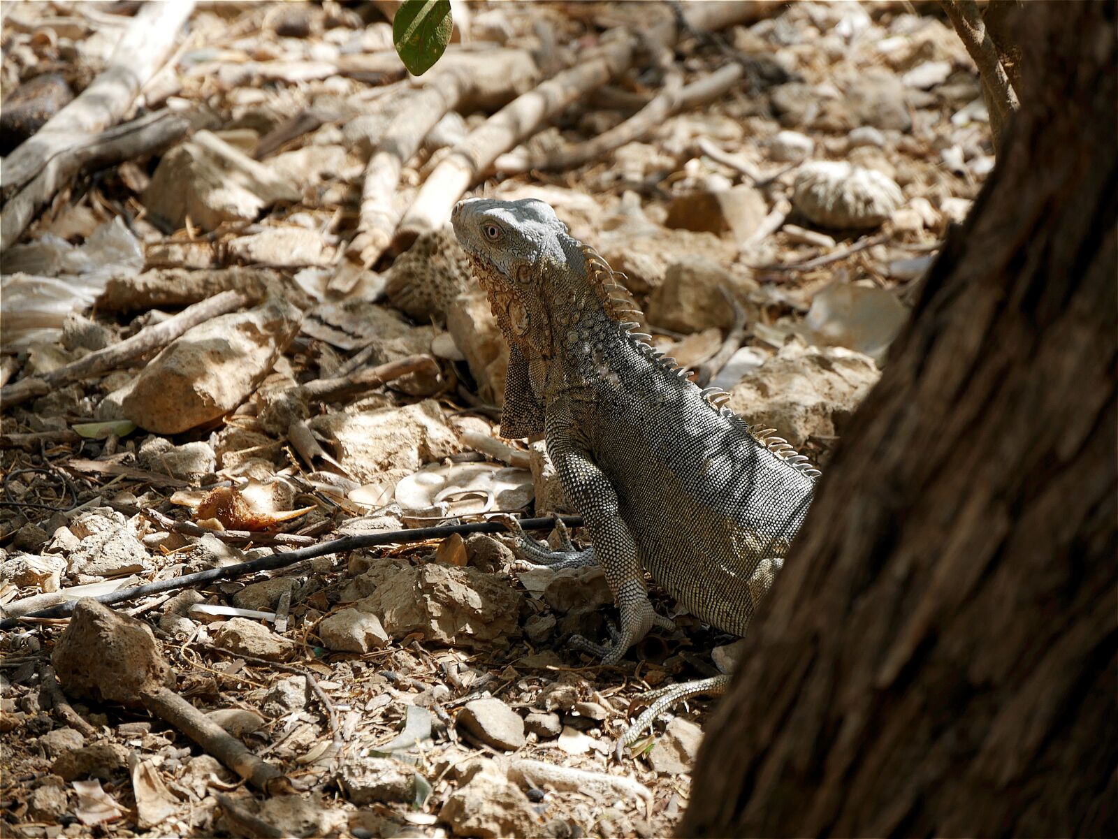 Panasonic Lumix DMC-G7 sample photo. Iguana, reptile, abc islands photography