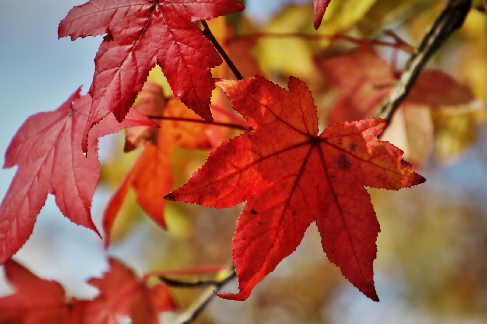 Canon EOS 80D sample photo. Seasons of the year photography