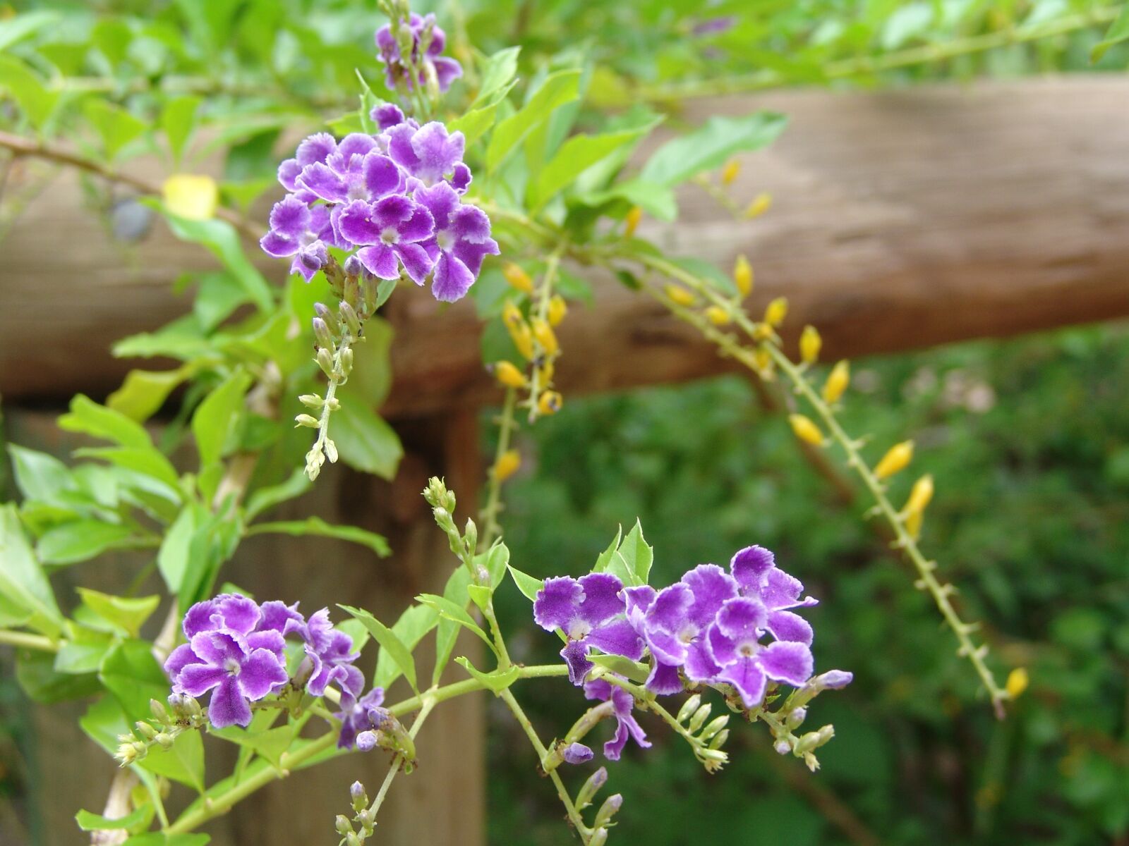 Sony DSC-F828 sample photo. Flowers, tropical, color photography