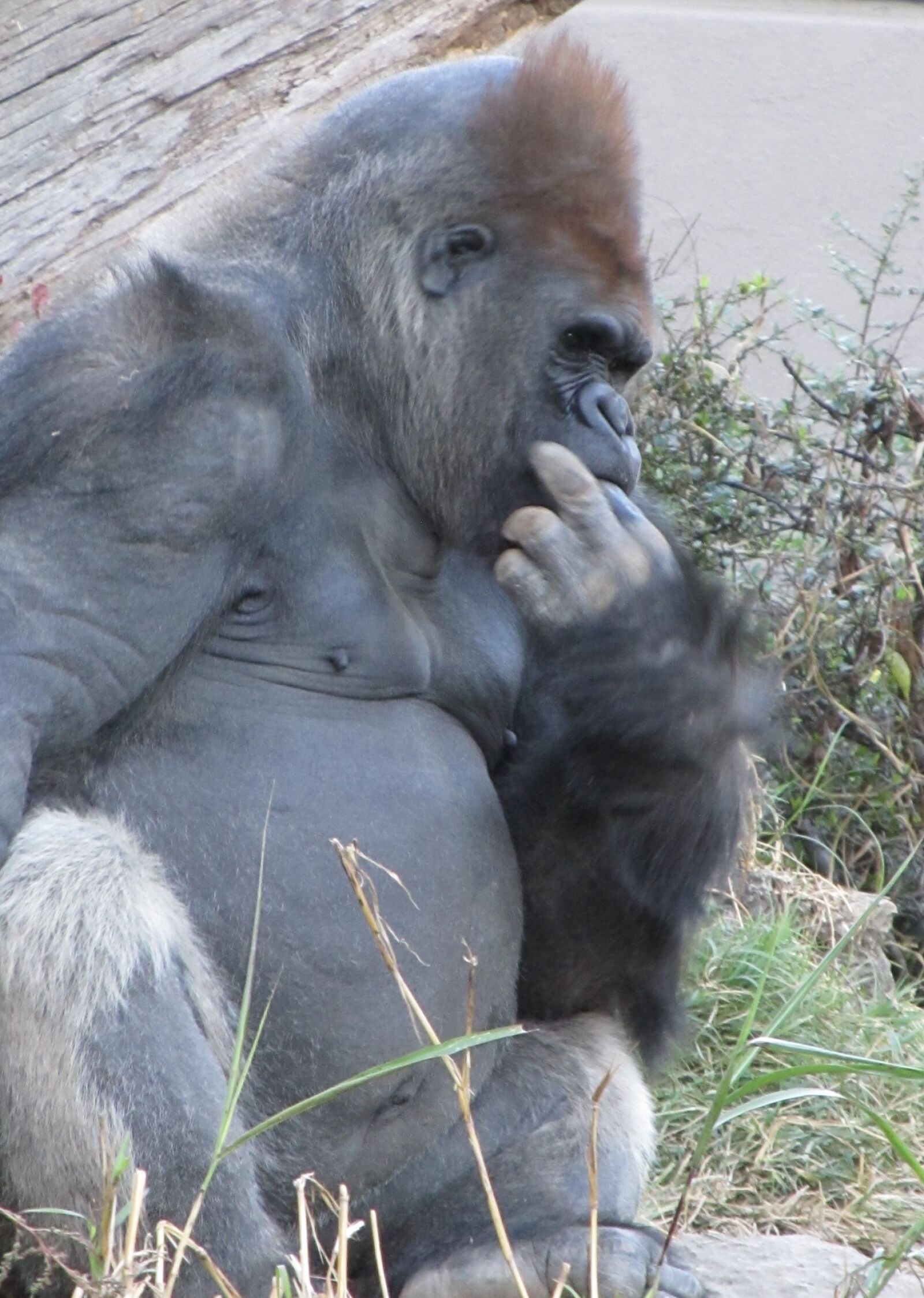 Canon PowerShot SX130 IS sample photo. Gorilla, sitting, thinking photography