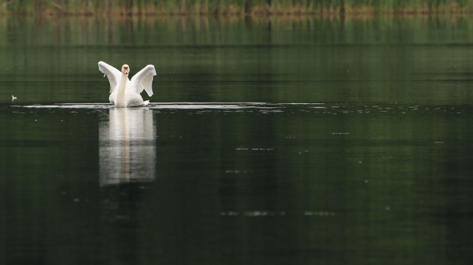150-600mm F5-6.3 DG OS HSM | Contemporary 015 sample photo. Swan, lake, wing photography