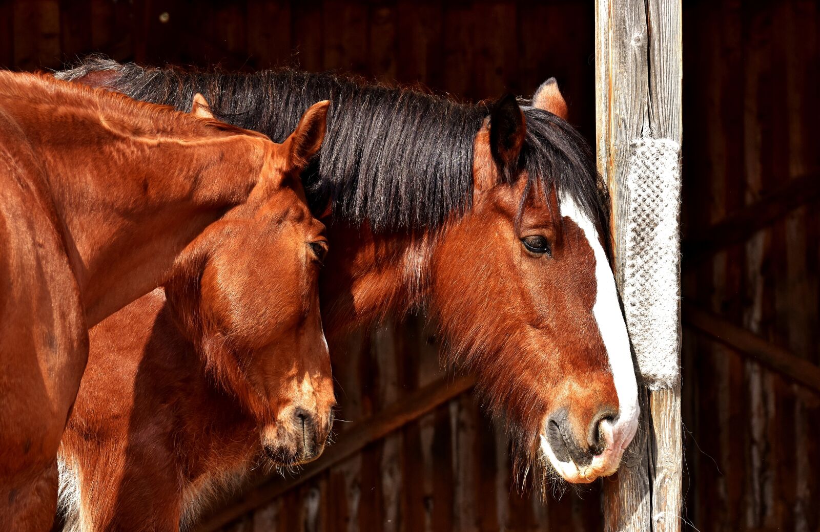 Nikon D7200 sample photo. Horses, friendship, horse stable photography
