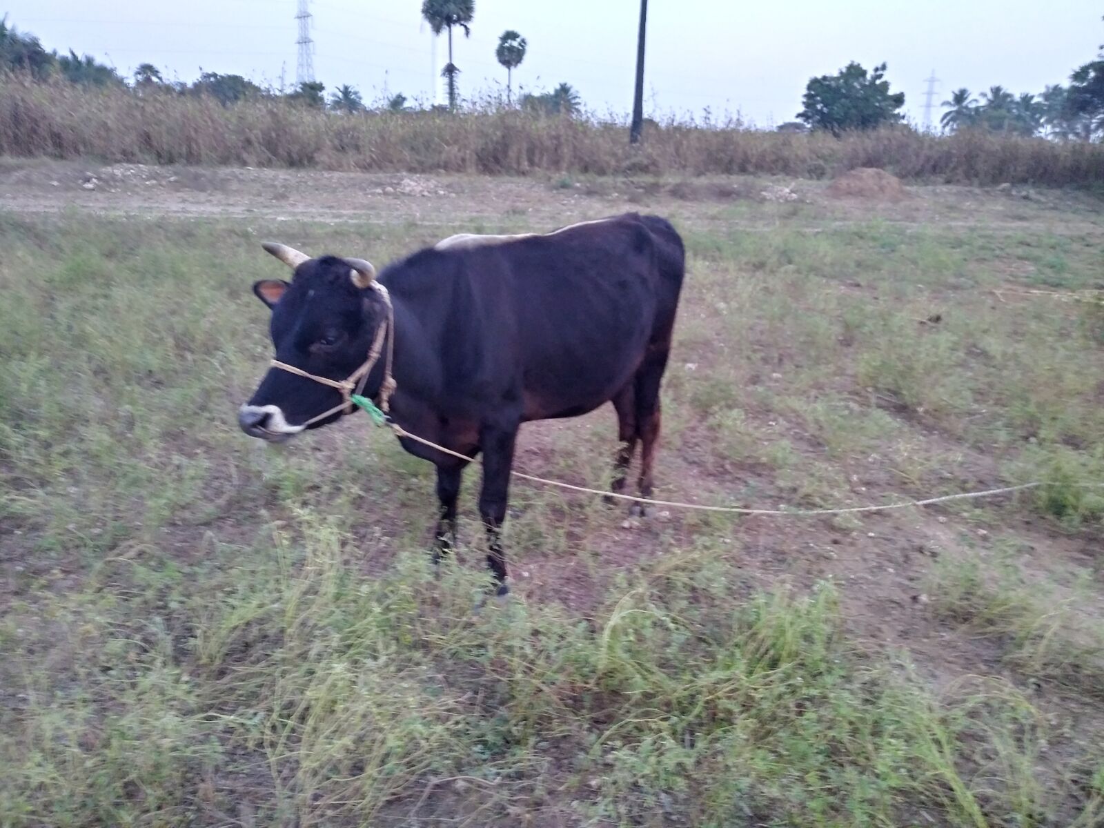 LG Q6 sample photo. Bull, tamilnadu, cow photography