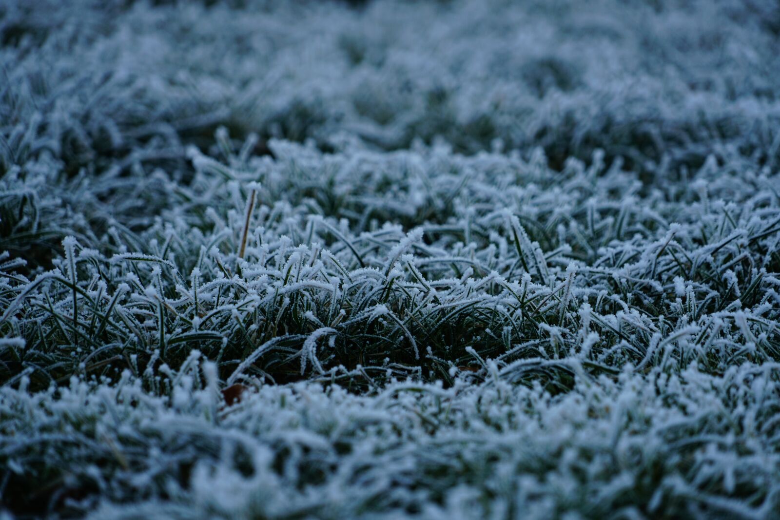 Sony a7R II + Sony FE 24-240mm F3.5-6.3 OSS sample photo. Grass, hoarfrost, gas photography