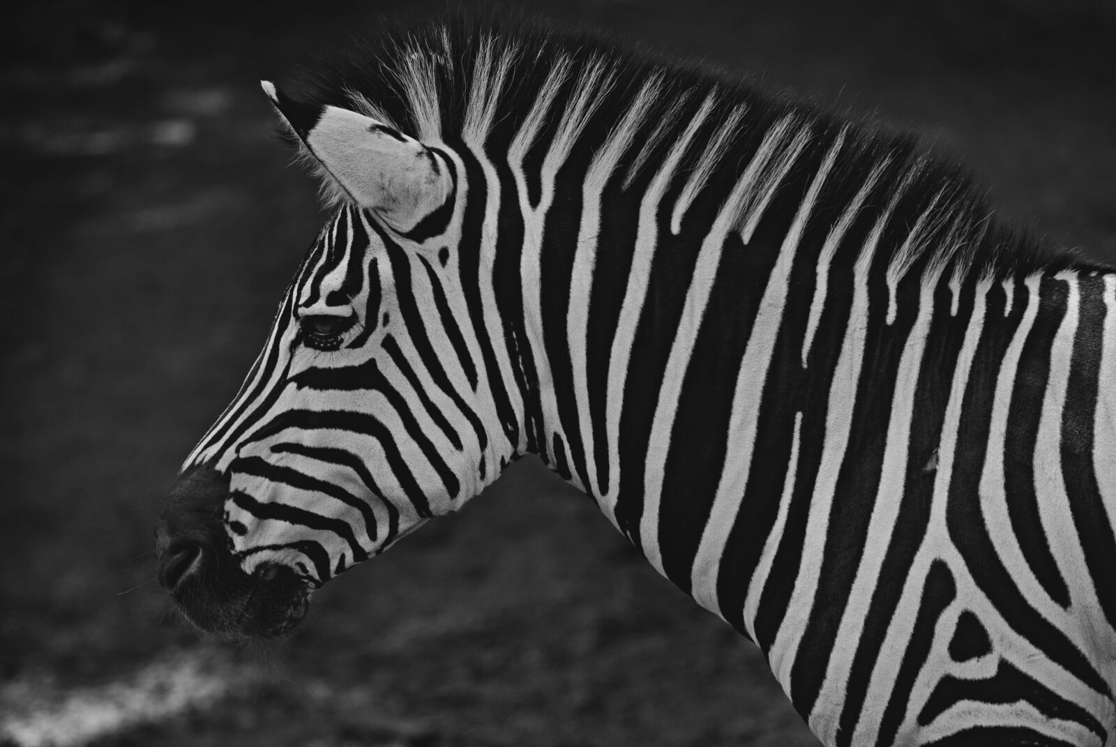 Nikon D3000 sample photo. Zebra, animal, mammals photography
