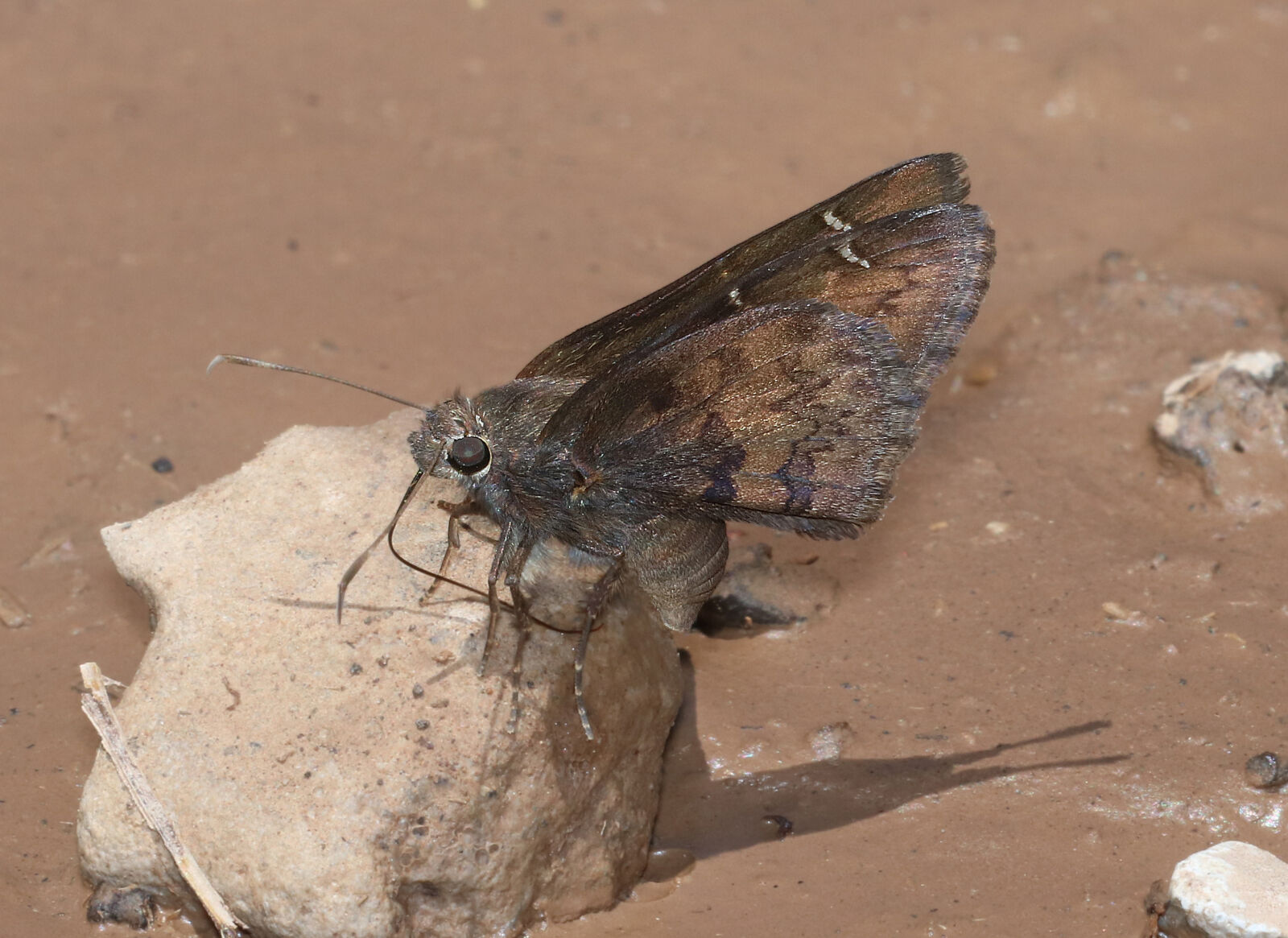 Canon EOS 750D (EOS Rebel T6i / EOS Kiss X8i) sample photo
