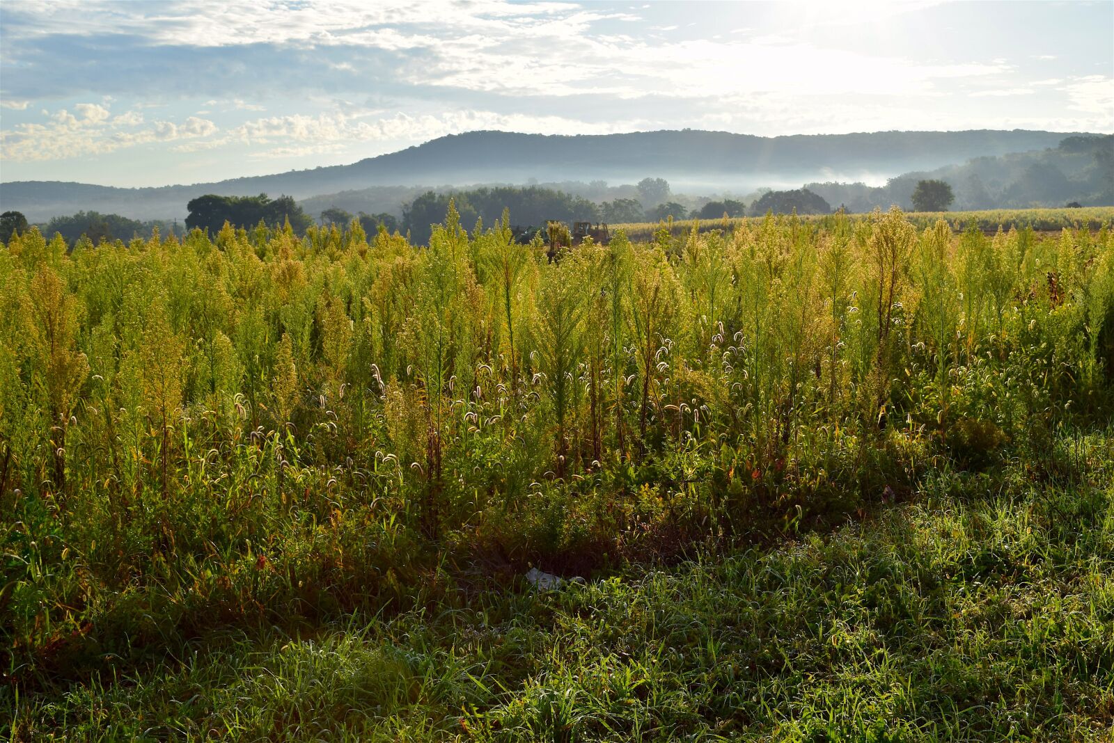 Nikon D3300 sample photo. Sunrise, field, sky photography