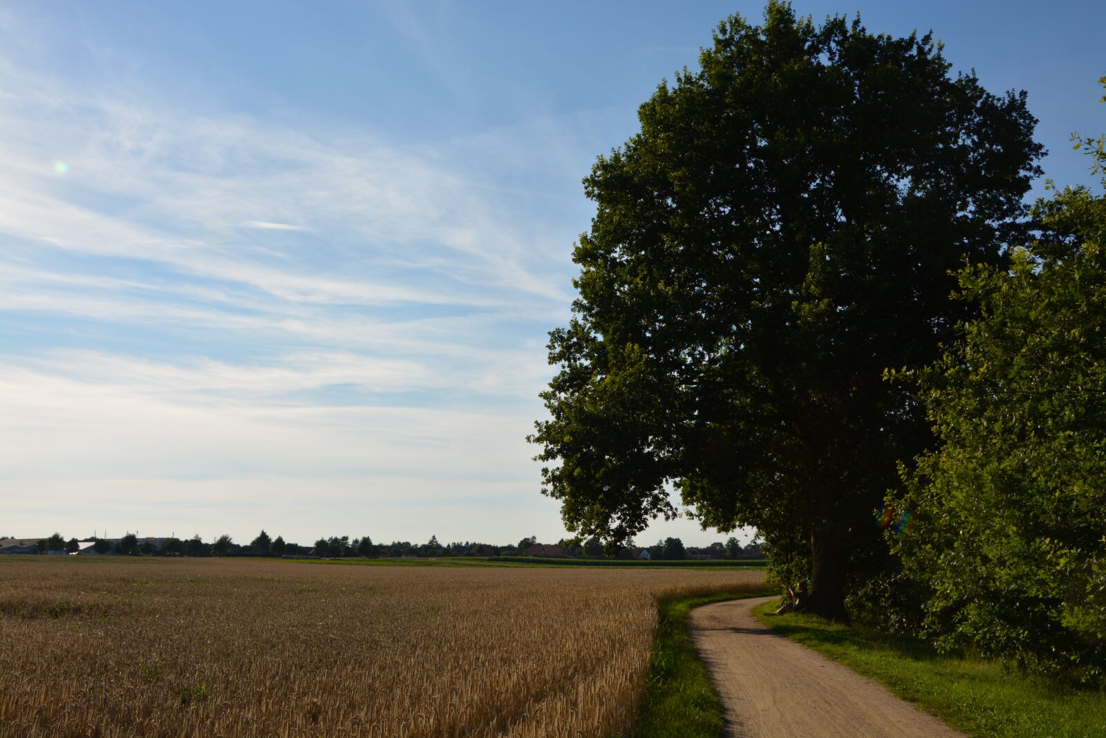 Nikon D5200 sample photo. Oak, wheat field, path photography
