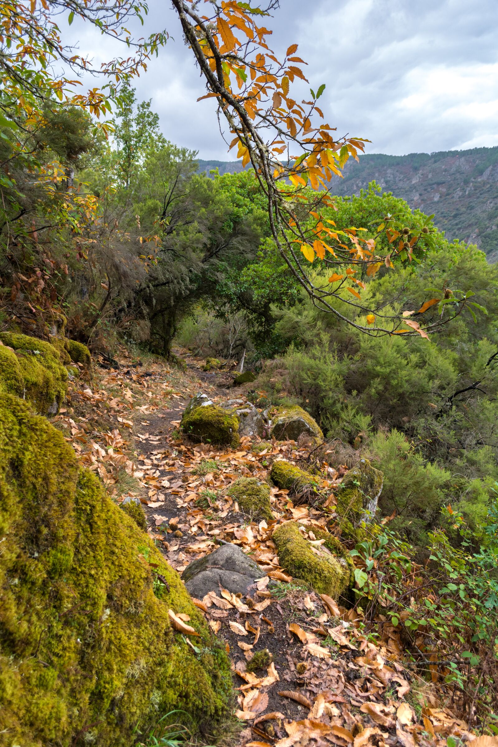 Nikon D7100 sample photo. Nature, landscape, wood photography