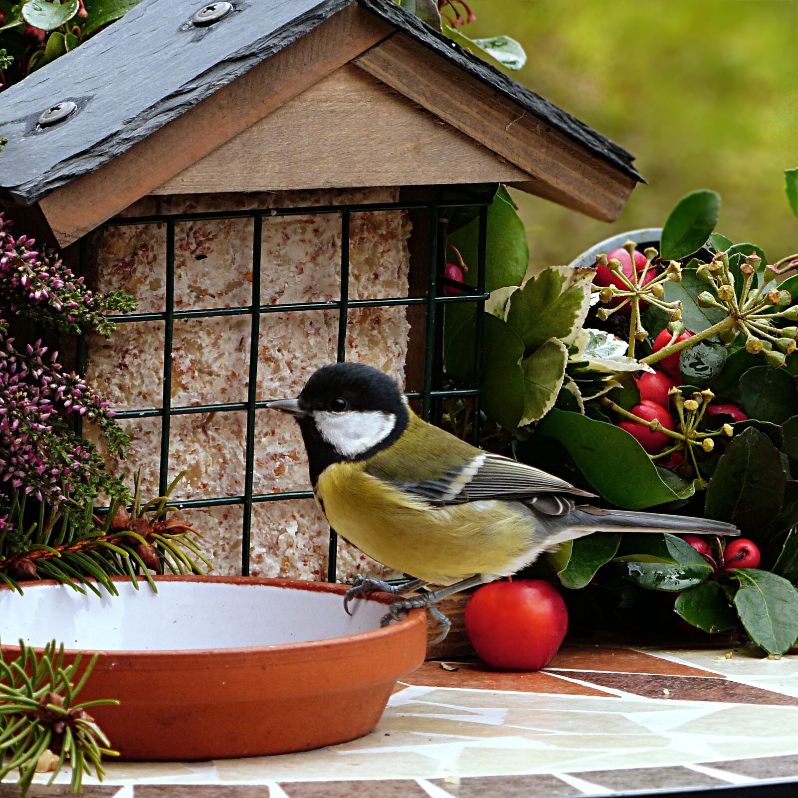 Panasonic Lumix DMC-FZ200 sample photo. Animal, bird, tit photography