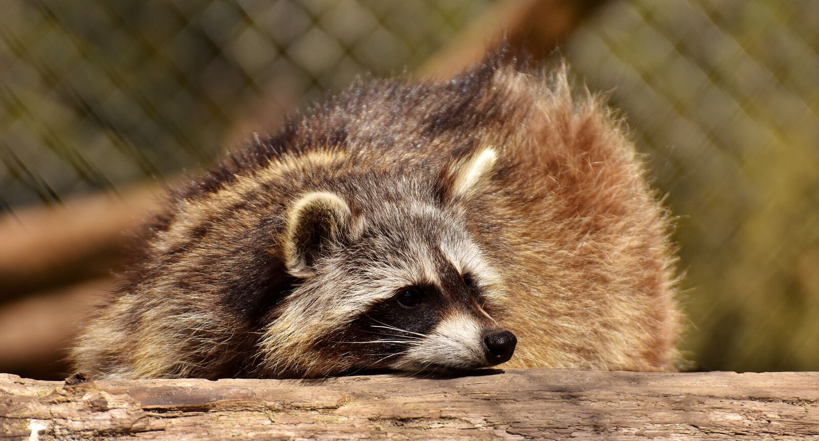 Nikon D7200 sample photo. Raccoon, wild animal, furry photography