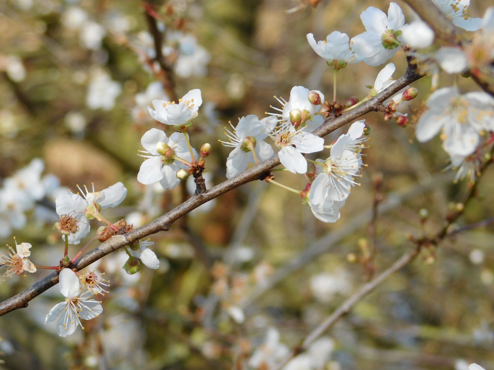 Nikon Coolpix L840 sample photo. White flowers, tree branches photography