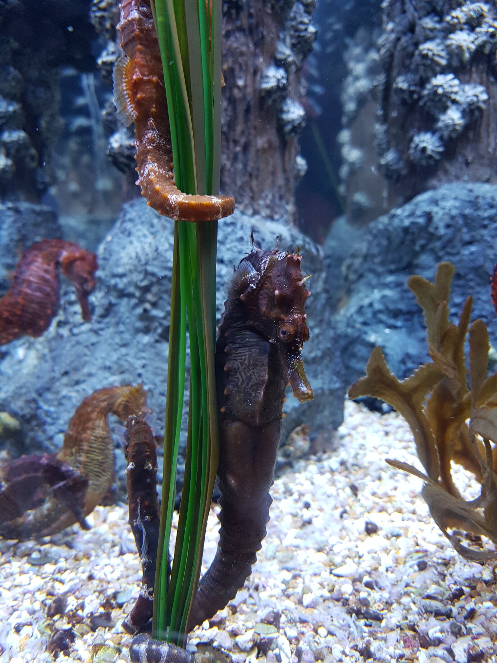 Samsung Galaxy S7 Edge sample photo. Seahorse, aquarium, underwater photography
