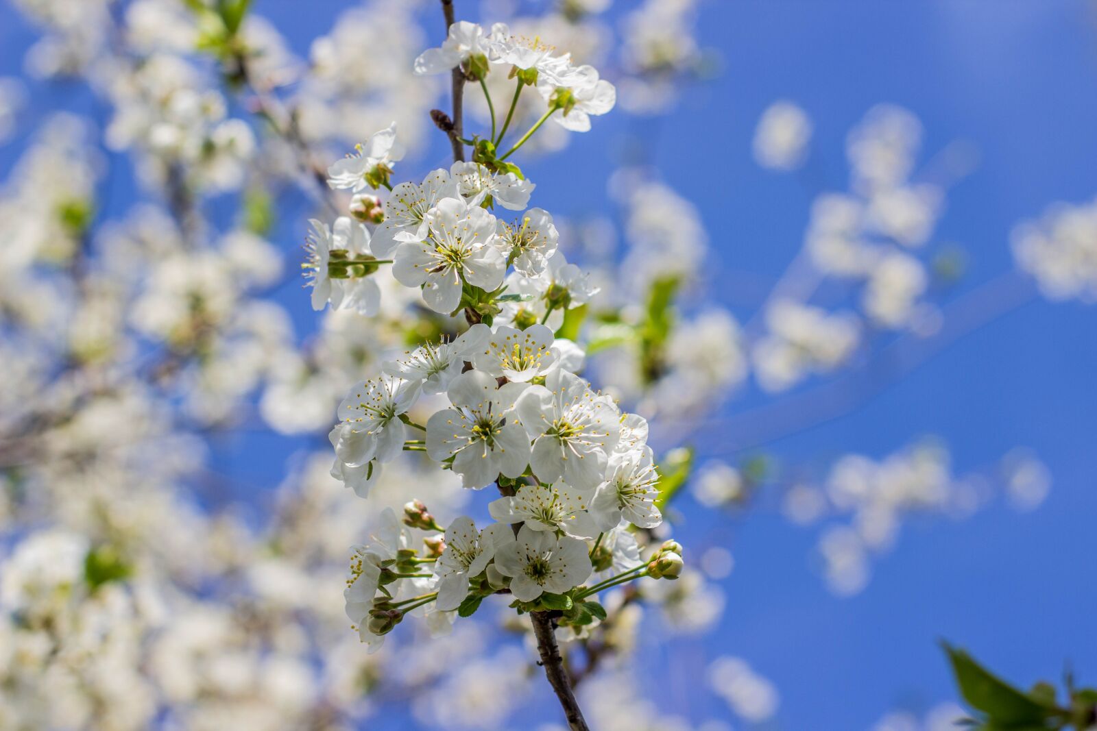 Canon EOS 600D (Rebel EOS T3i / EOS Kiss X5) sample photo. Spring, tree, plant photography