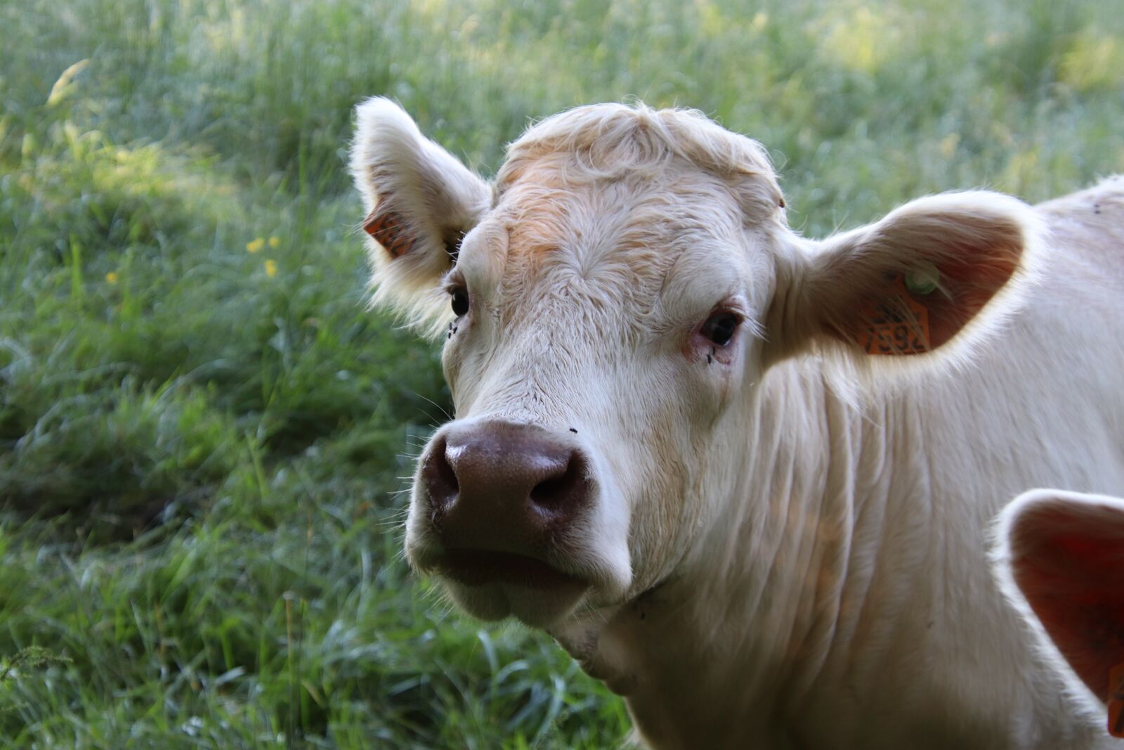 Canon EOS 800D (EOS Rebel T7i / EOS Kiss X9i) sample photo. Cows, ruminants, field photography